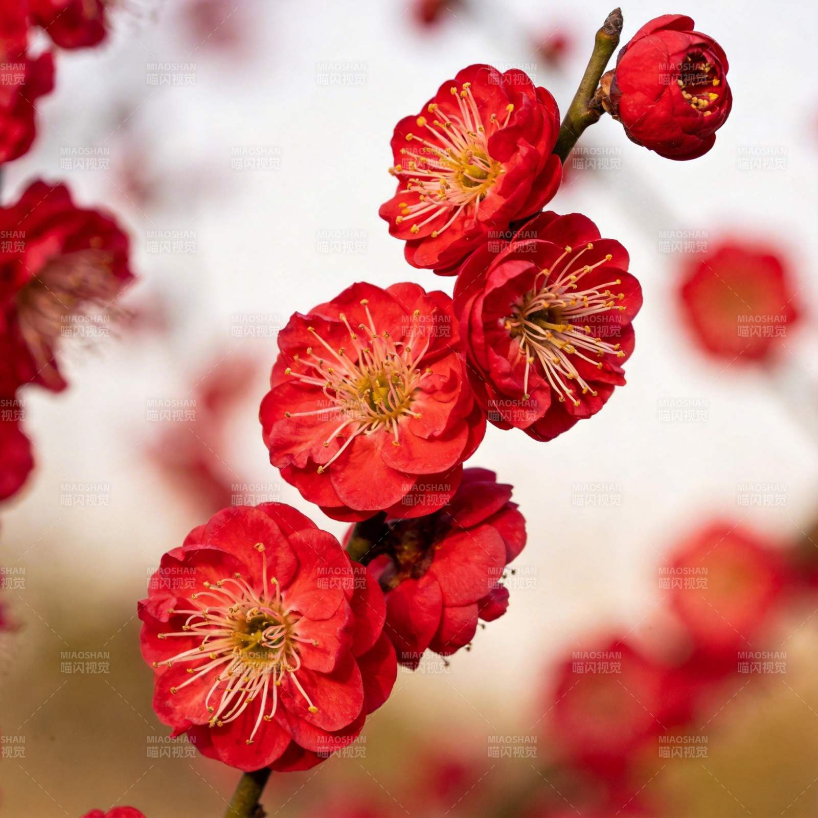 红梅绽放枝头图片