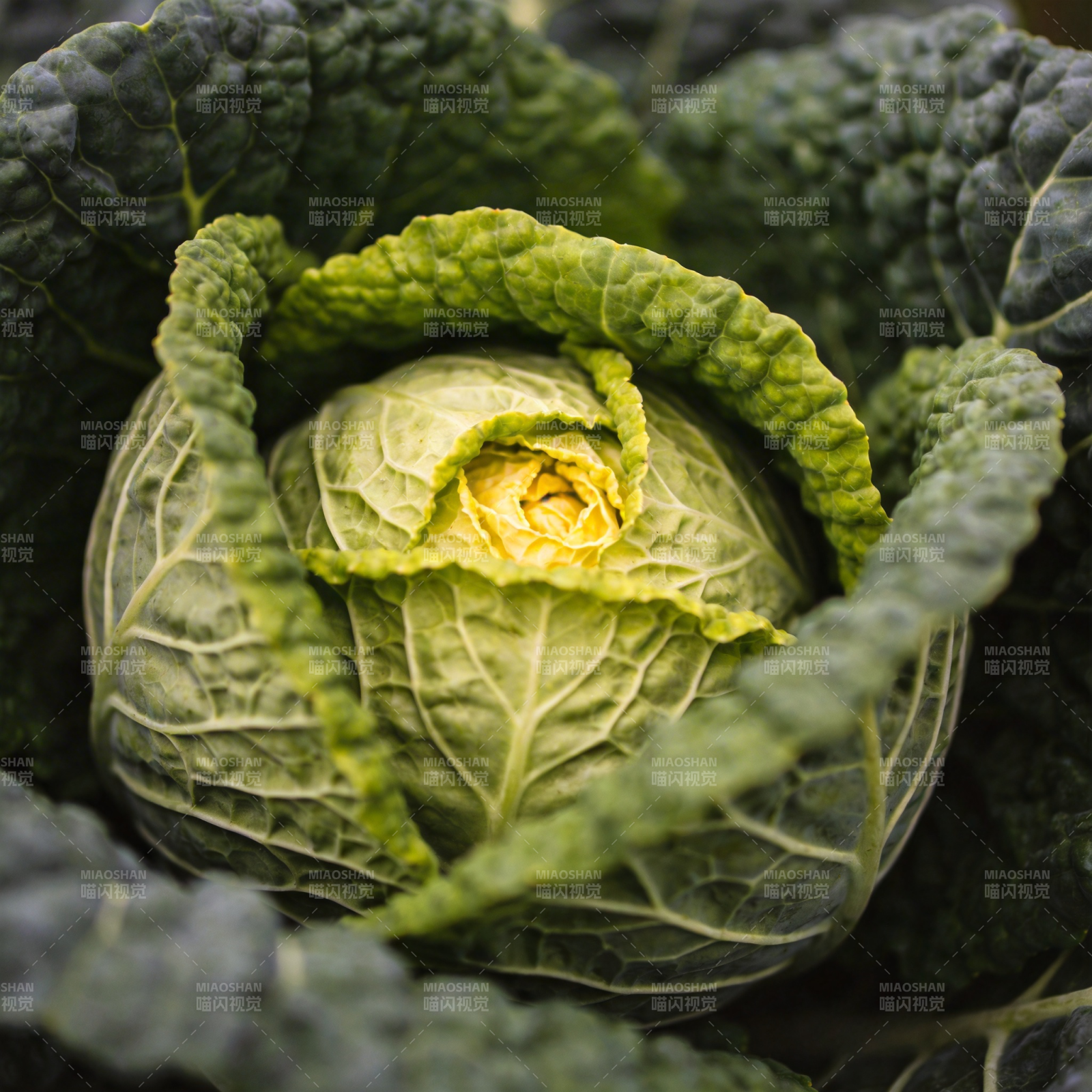 卷心菜的自然之美图片