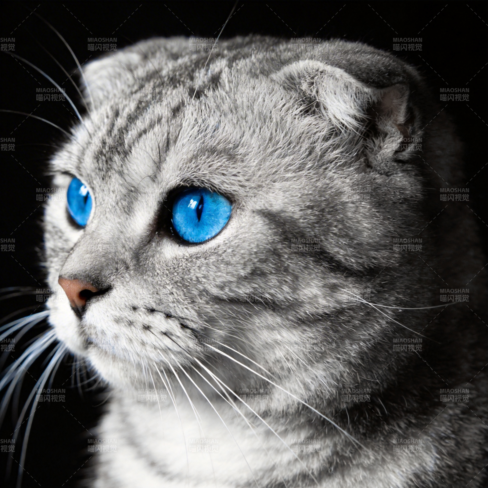 蓝眼灰猫侧影图片