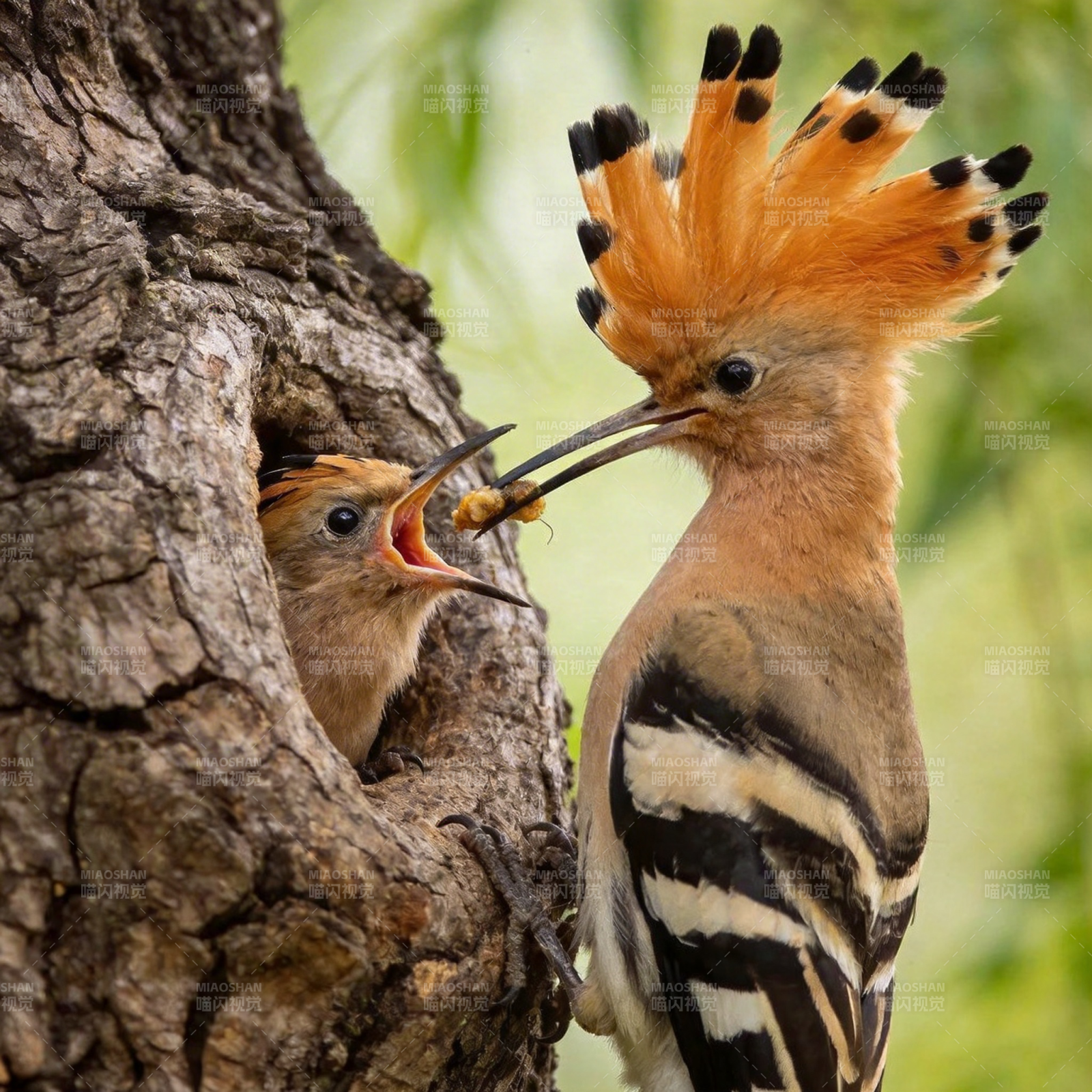 戴胜鸟喂雏图片