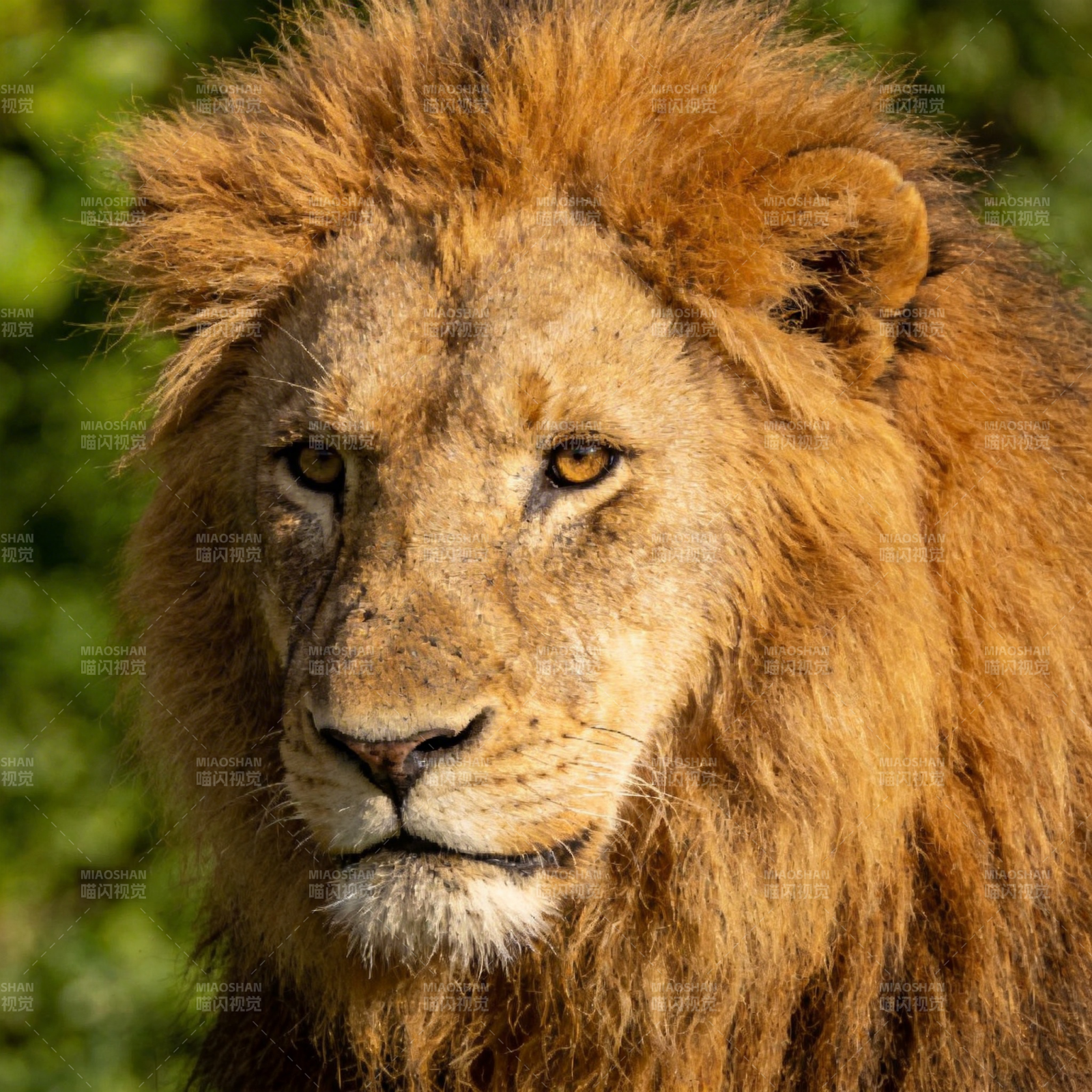 雄狮凝视图片