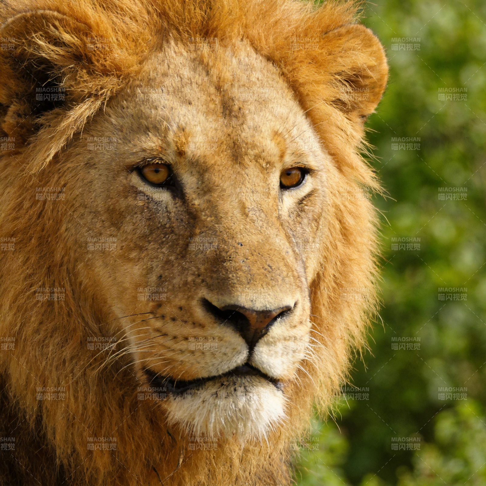 雄狮凝视图片