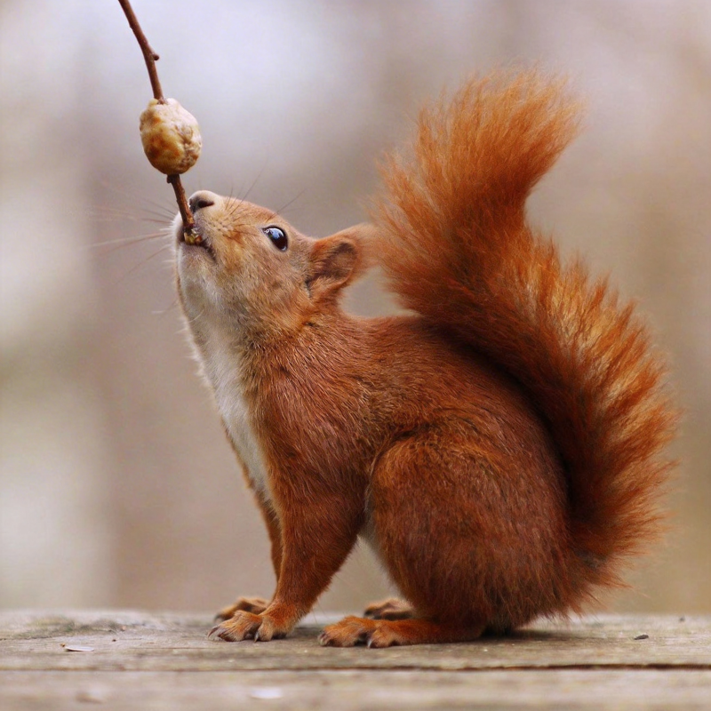松鼠啃坚果图片
