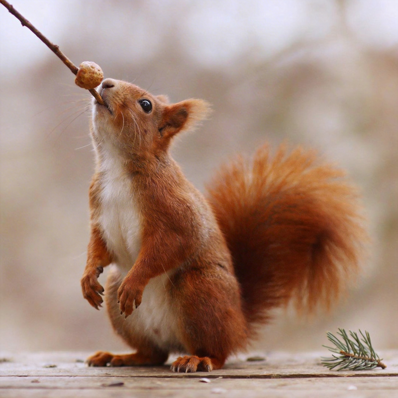 松鼠啃坚果图片