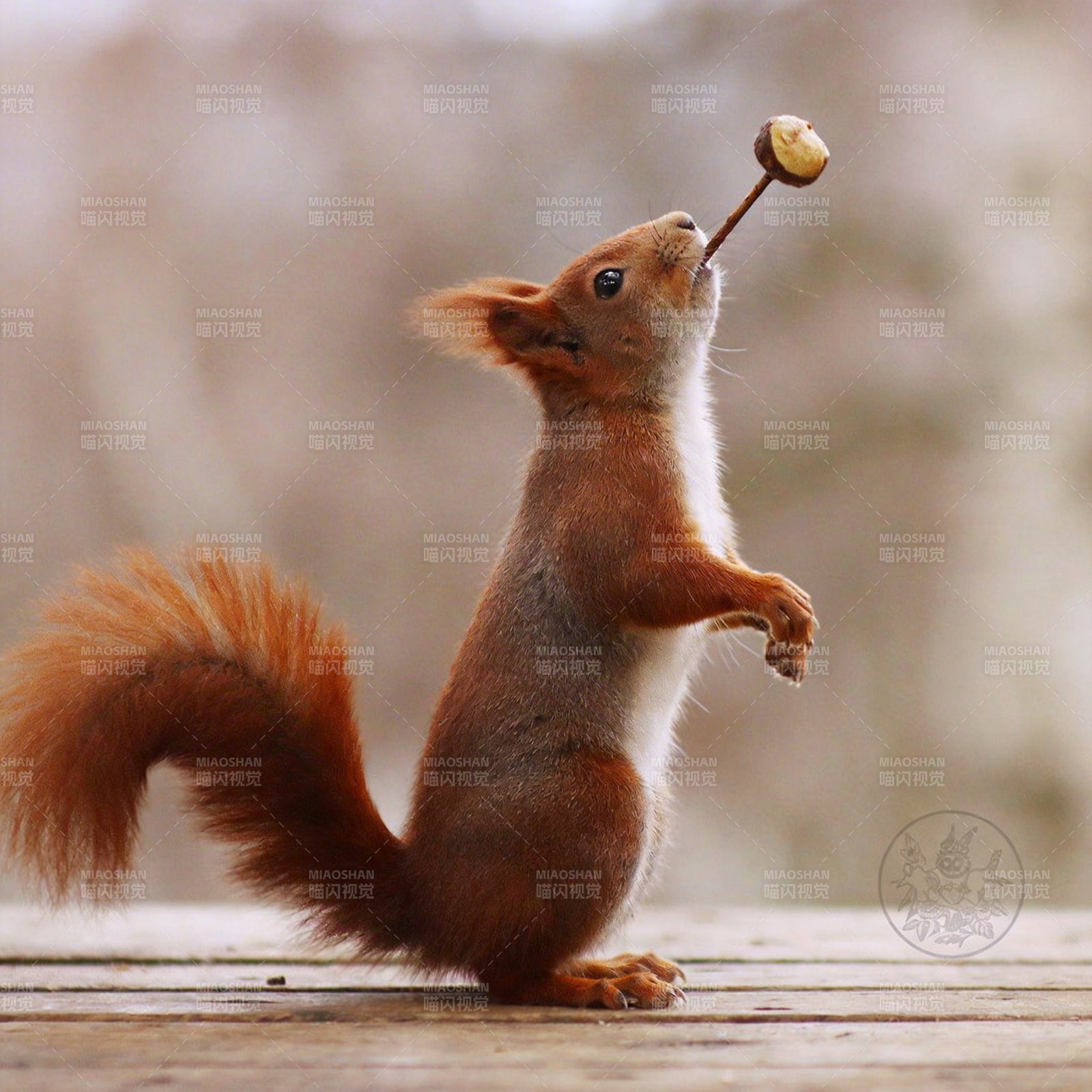 松鼠戏坚果图片