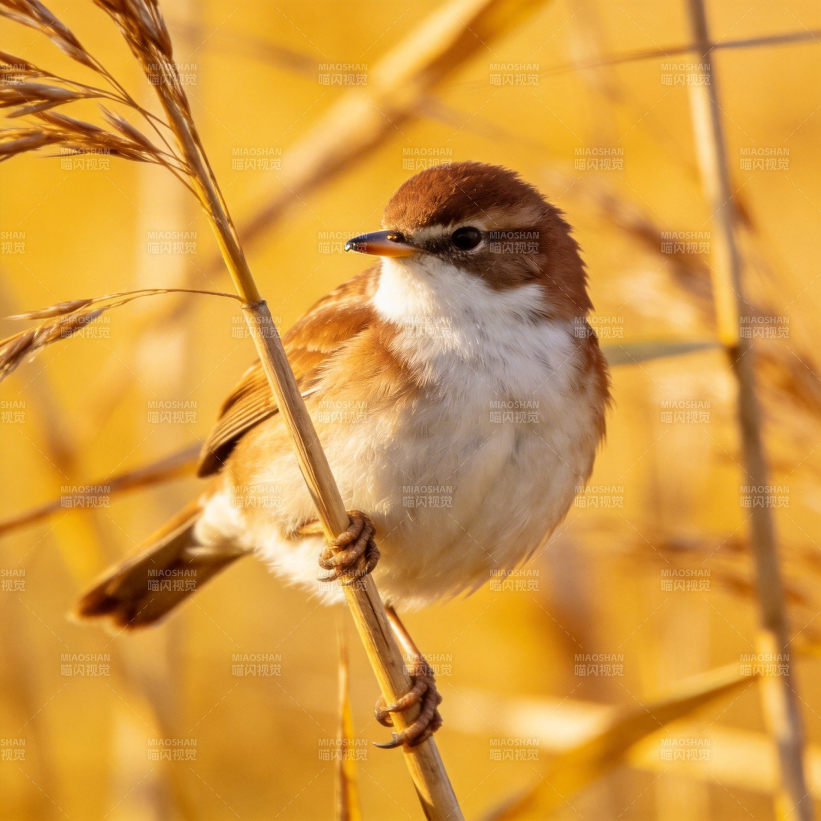 芦苇丛中的小鸟图片