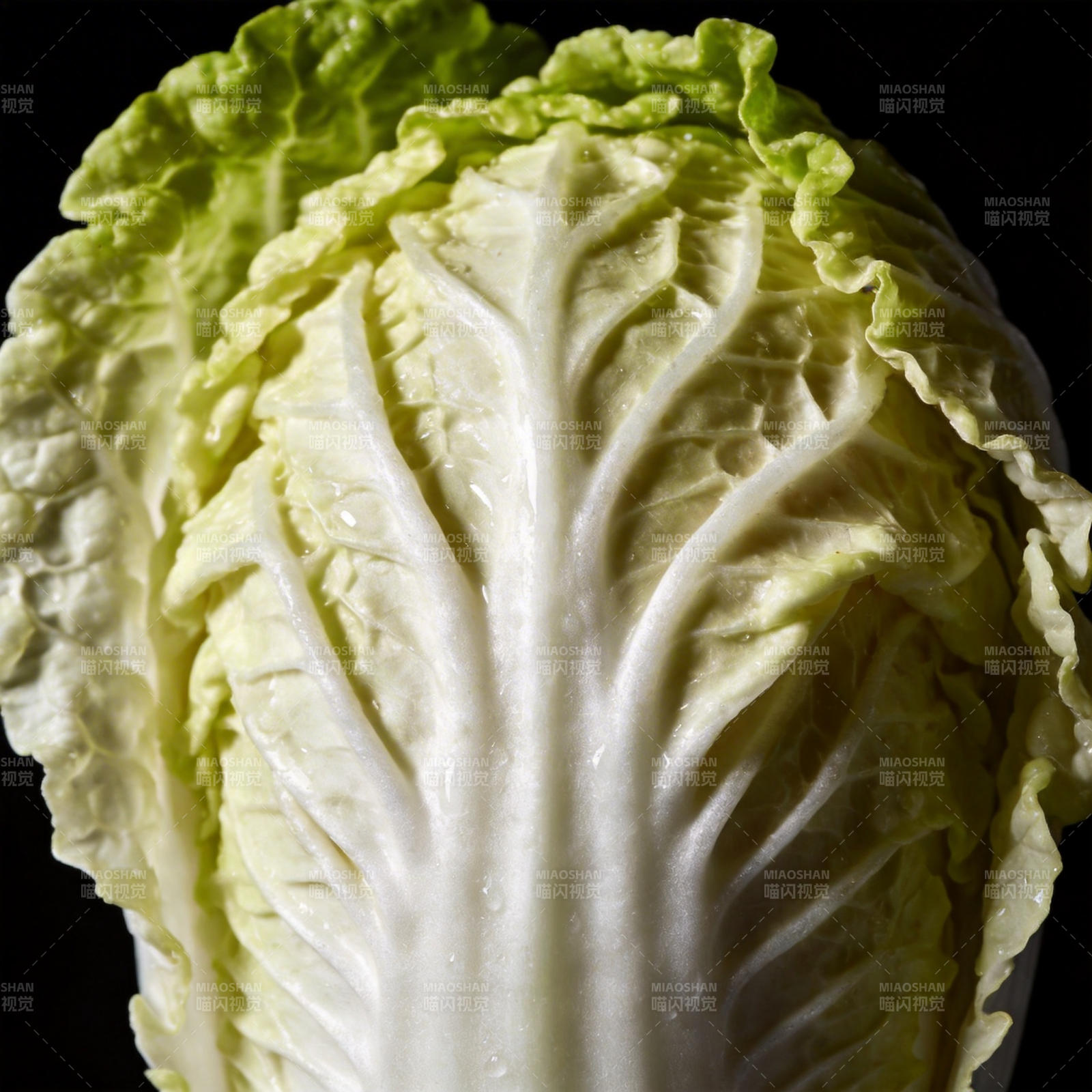 新鲜白菜特写图片