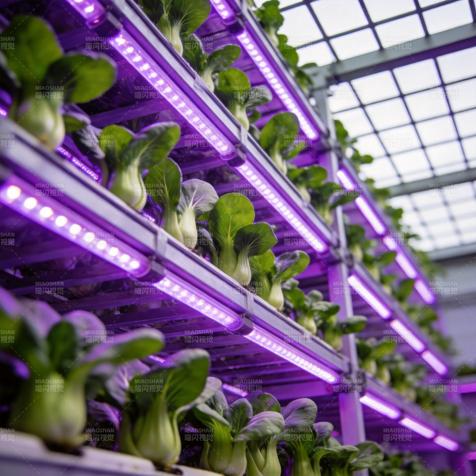 紫光育苗 绿意盎然图片