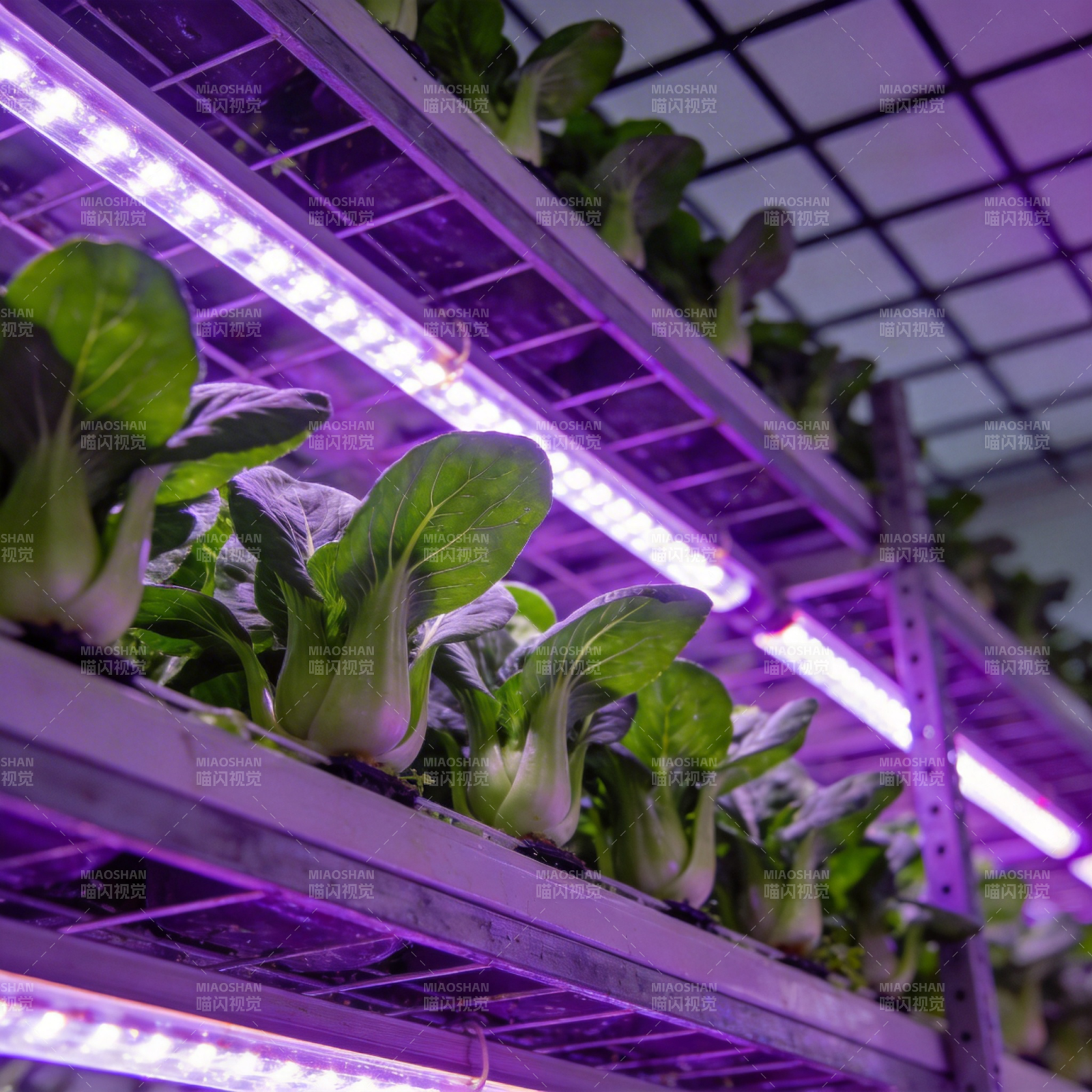 紫光下的绿叶菜图片