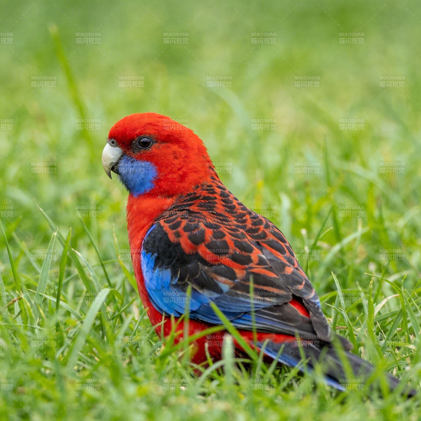 红蓝鹦鹉草地上图片