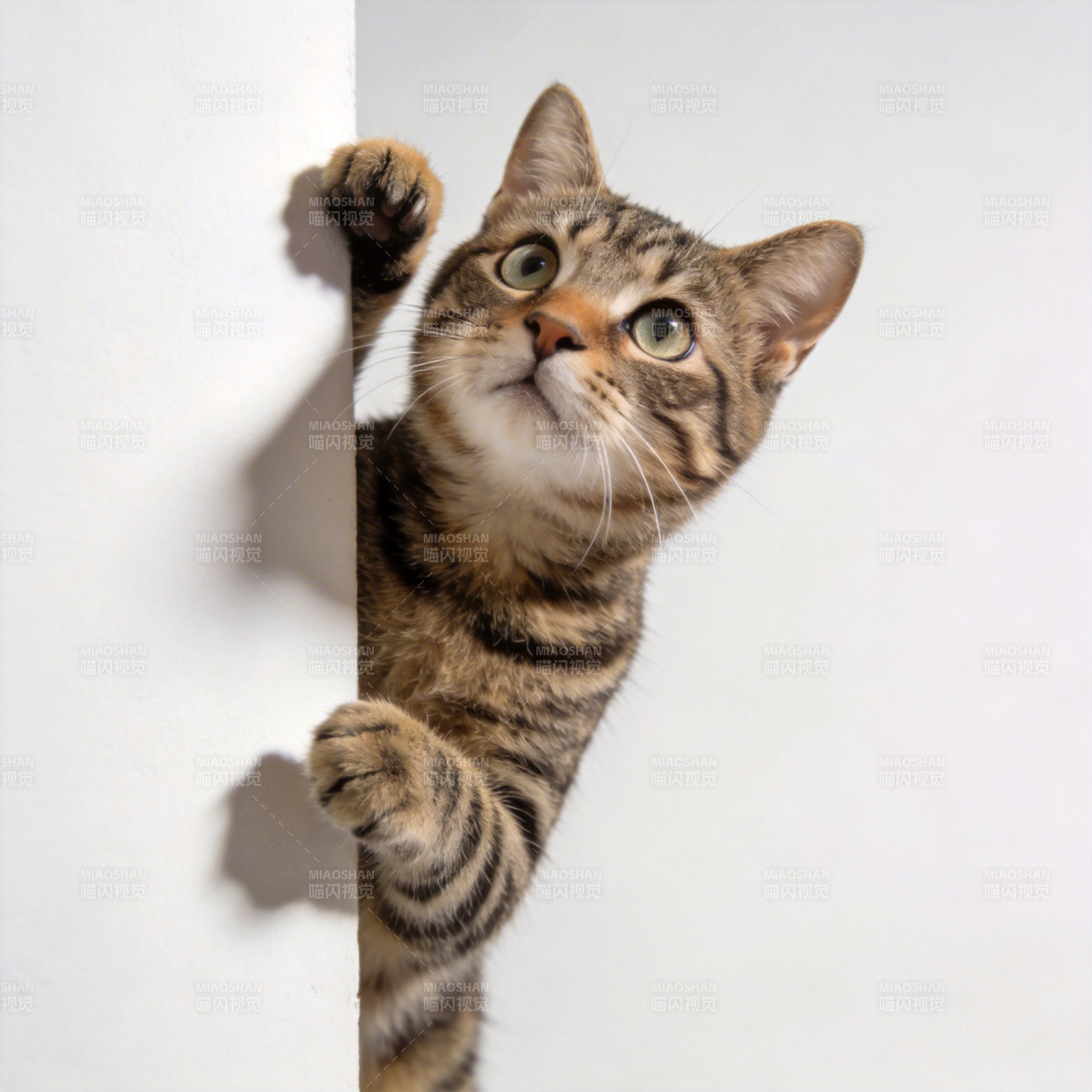 猫咪探头好奇观望图片