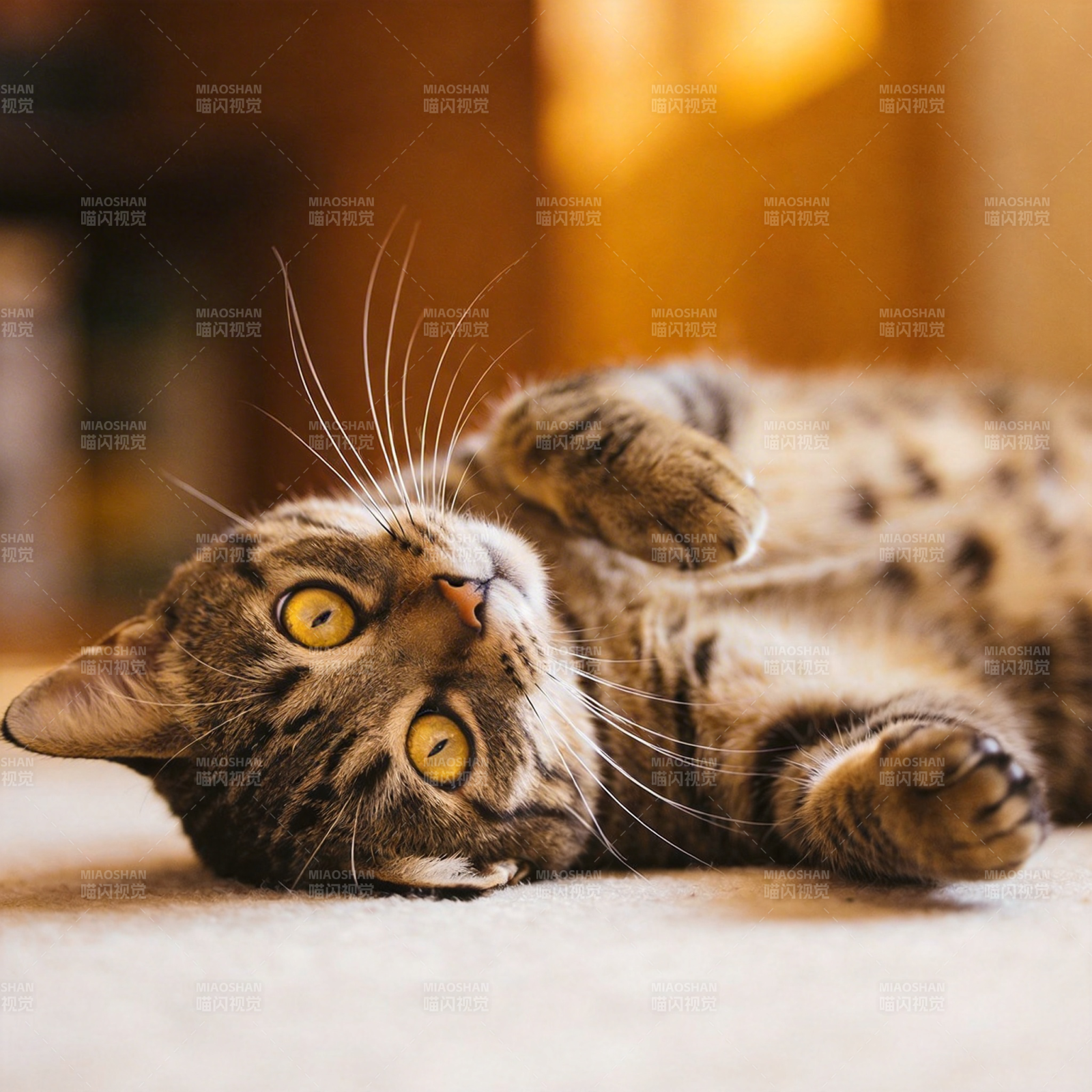 猫咪仰卧萌态图片