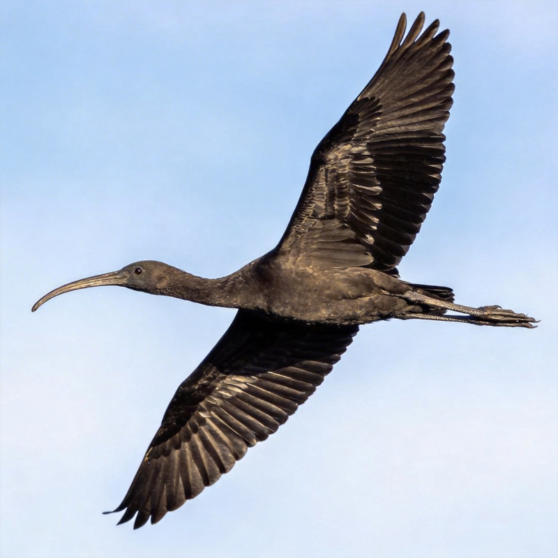 飞鸟展翅翱翔天际图片