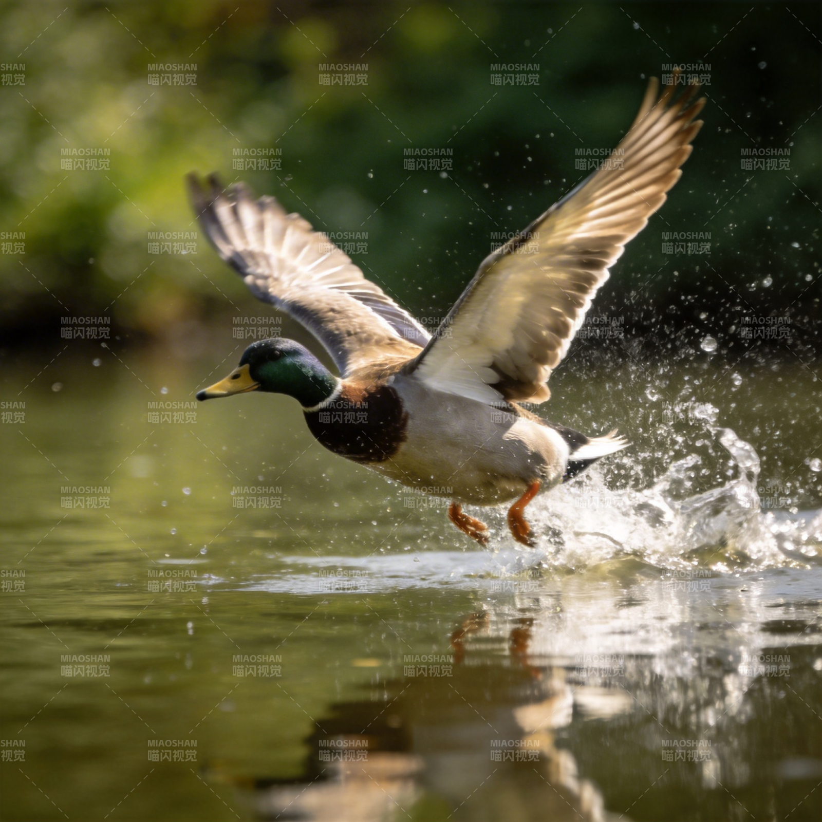 鸭子起飞瞬间图片