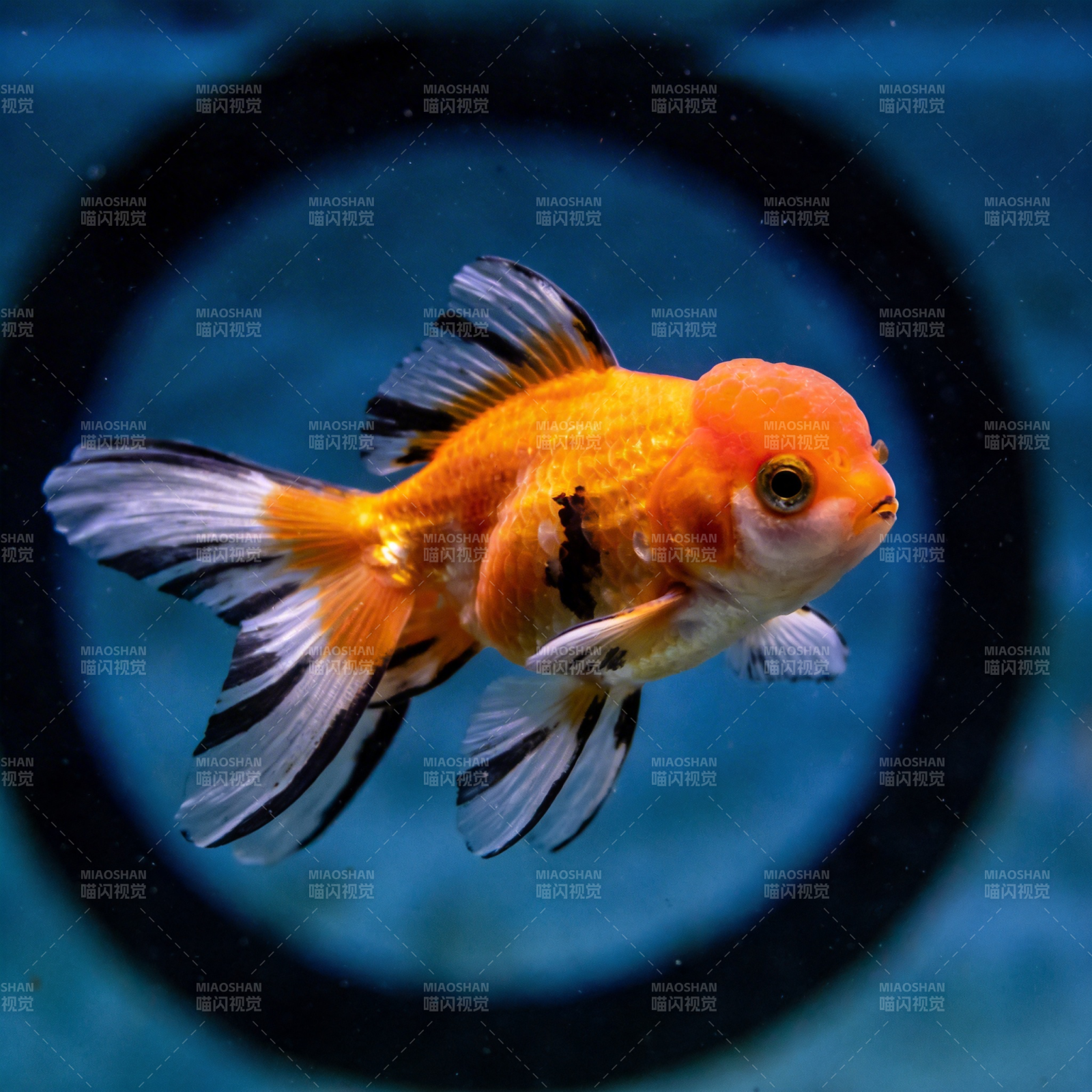 金鱼游动水中图片