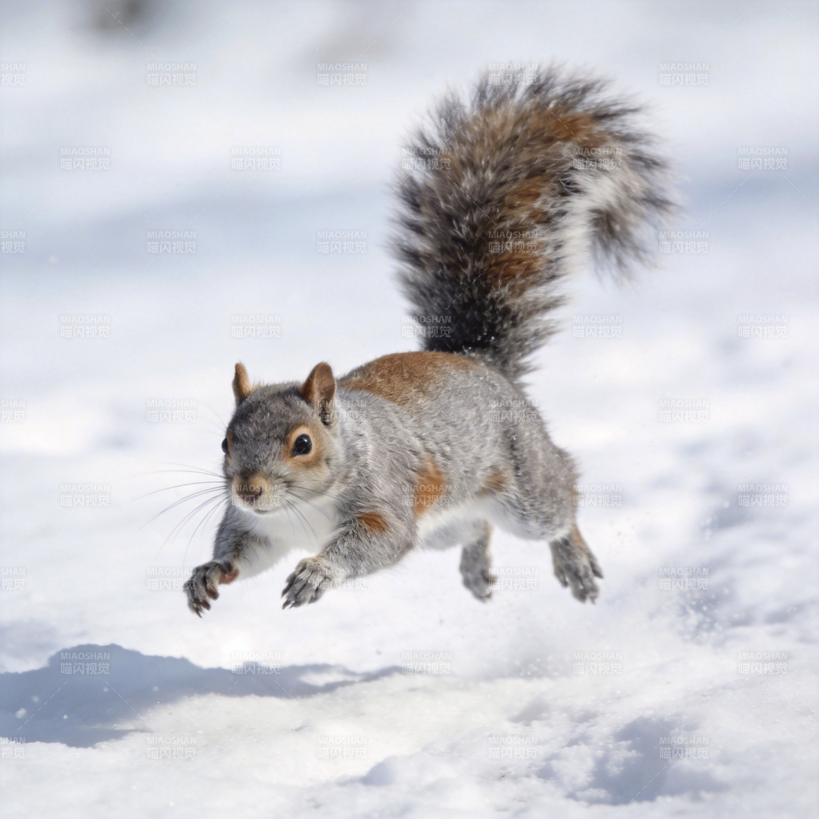 雪中跳跃的松鼠图片
