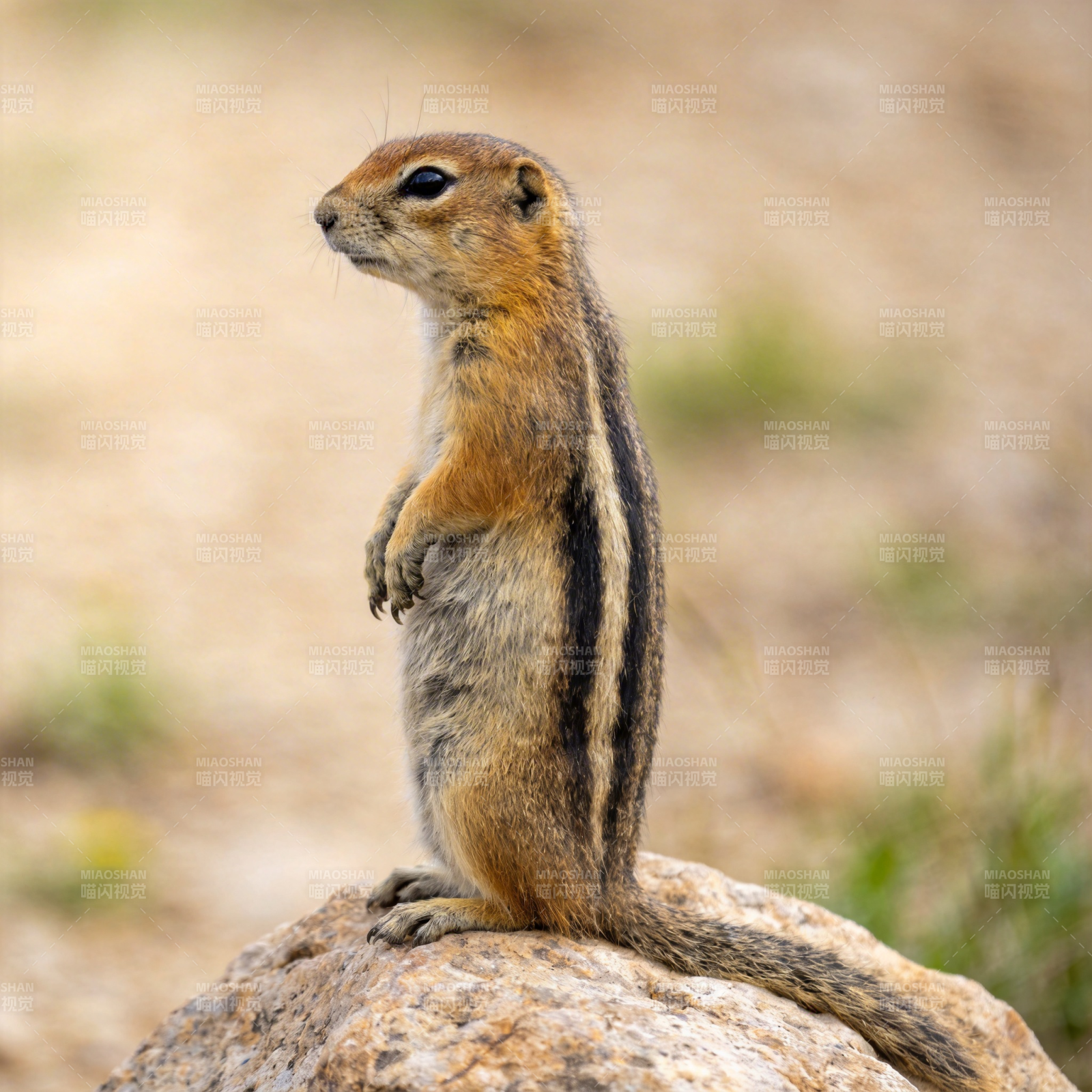 松鼠立岩上图片