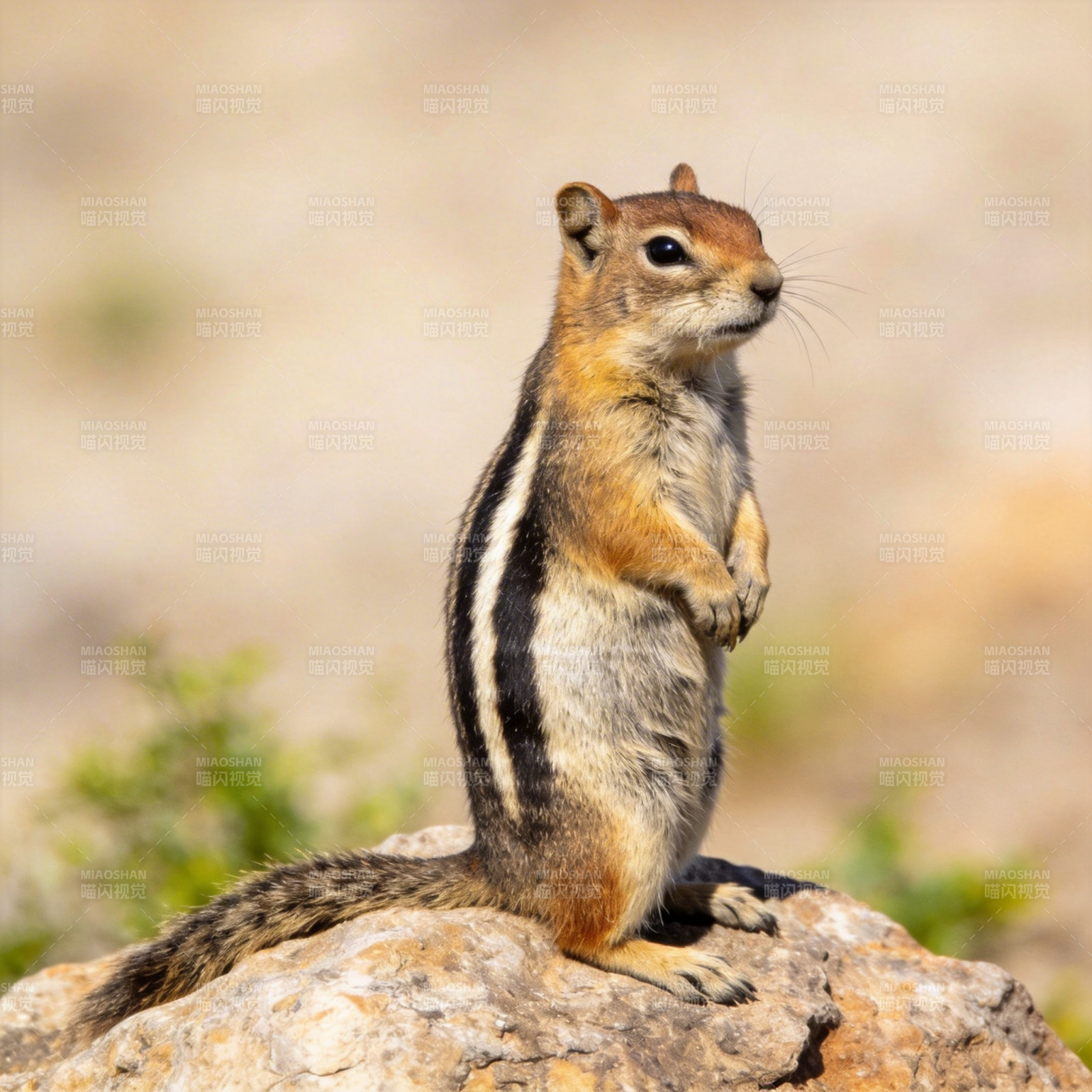 松鼠立岩凝望图片