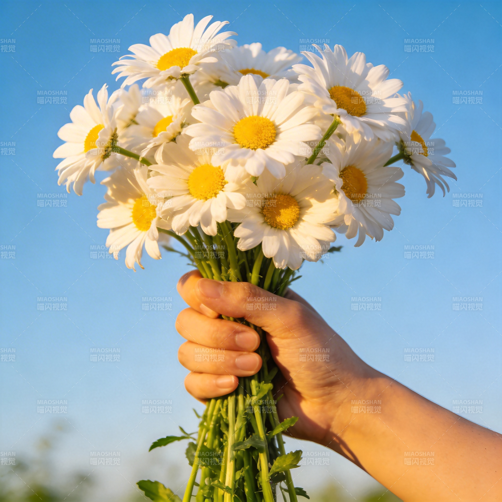 手捧雏菊迎蓝天图片