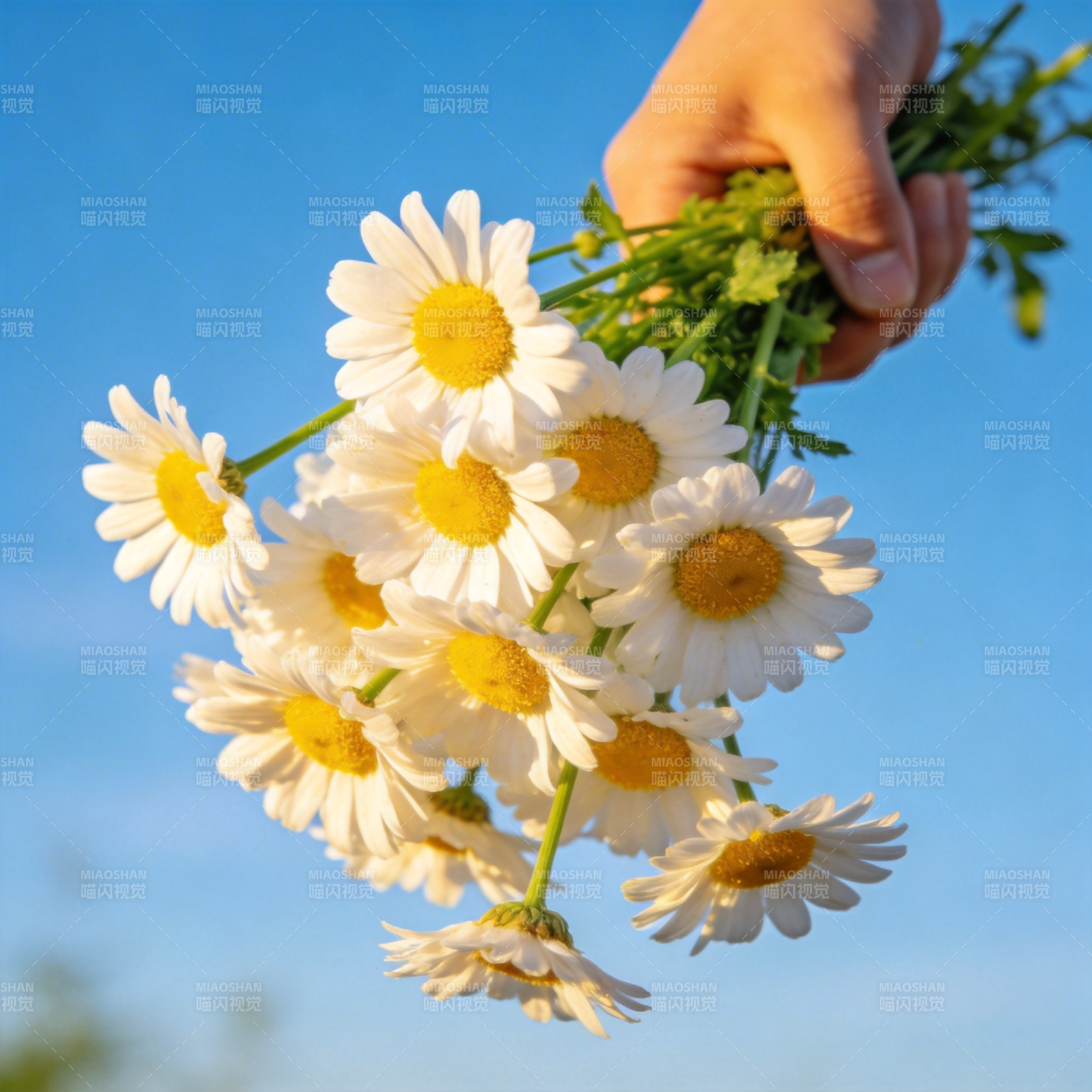 手捧雏菊迎蓝天图片