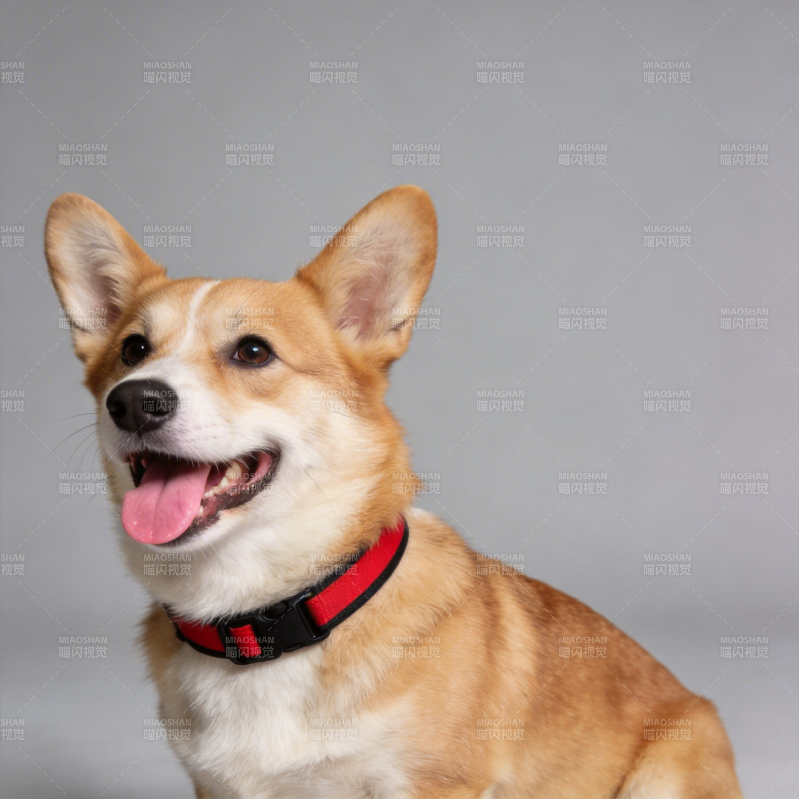 柯基犬微笑照图片