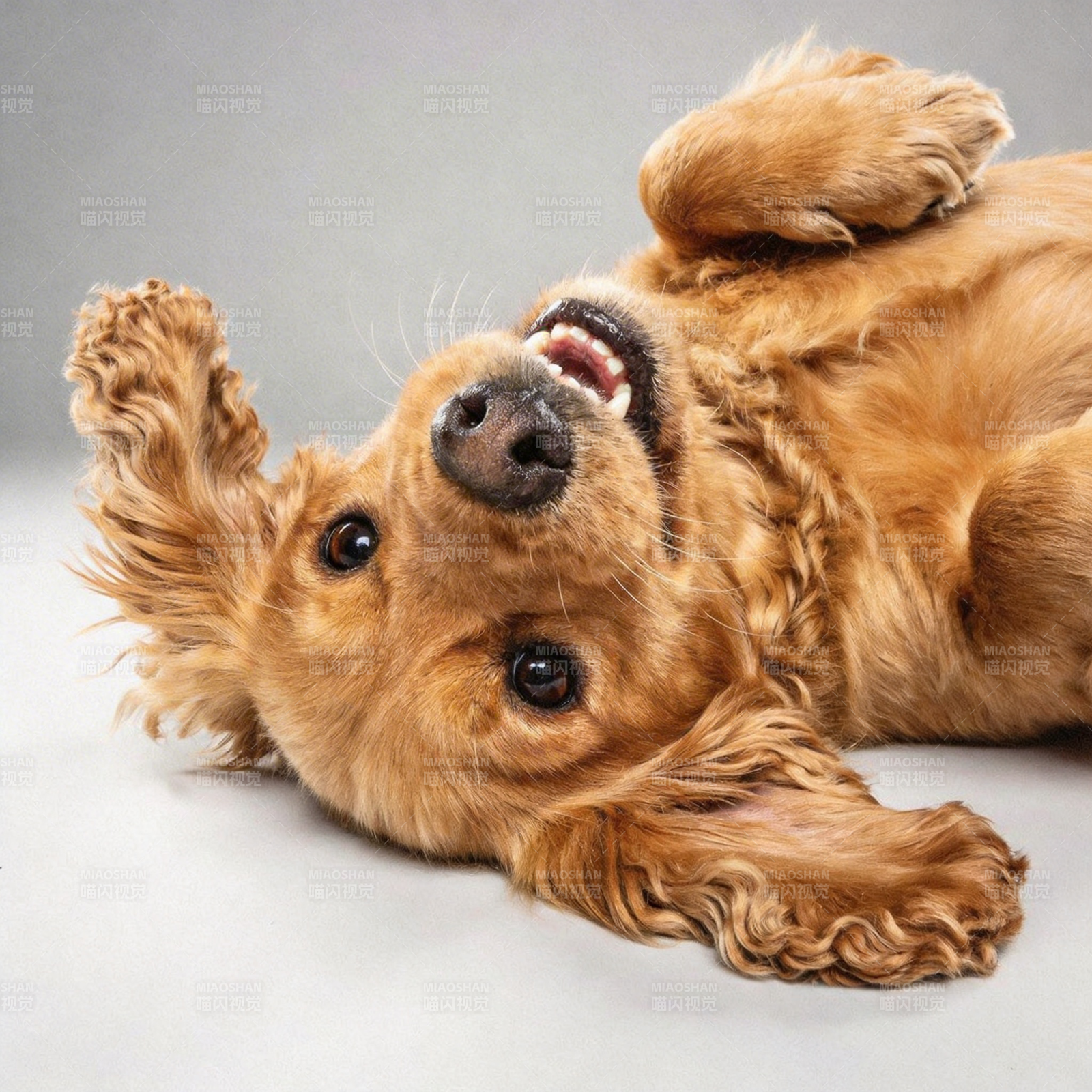 金毛翻滚笑嘻嘻图片