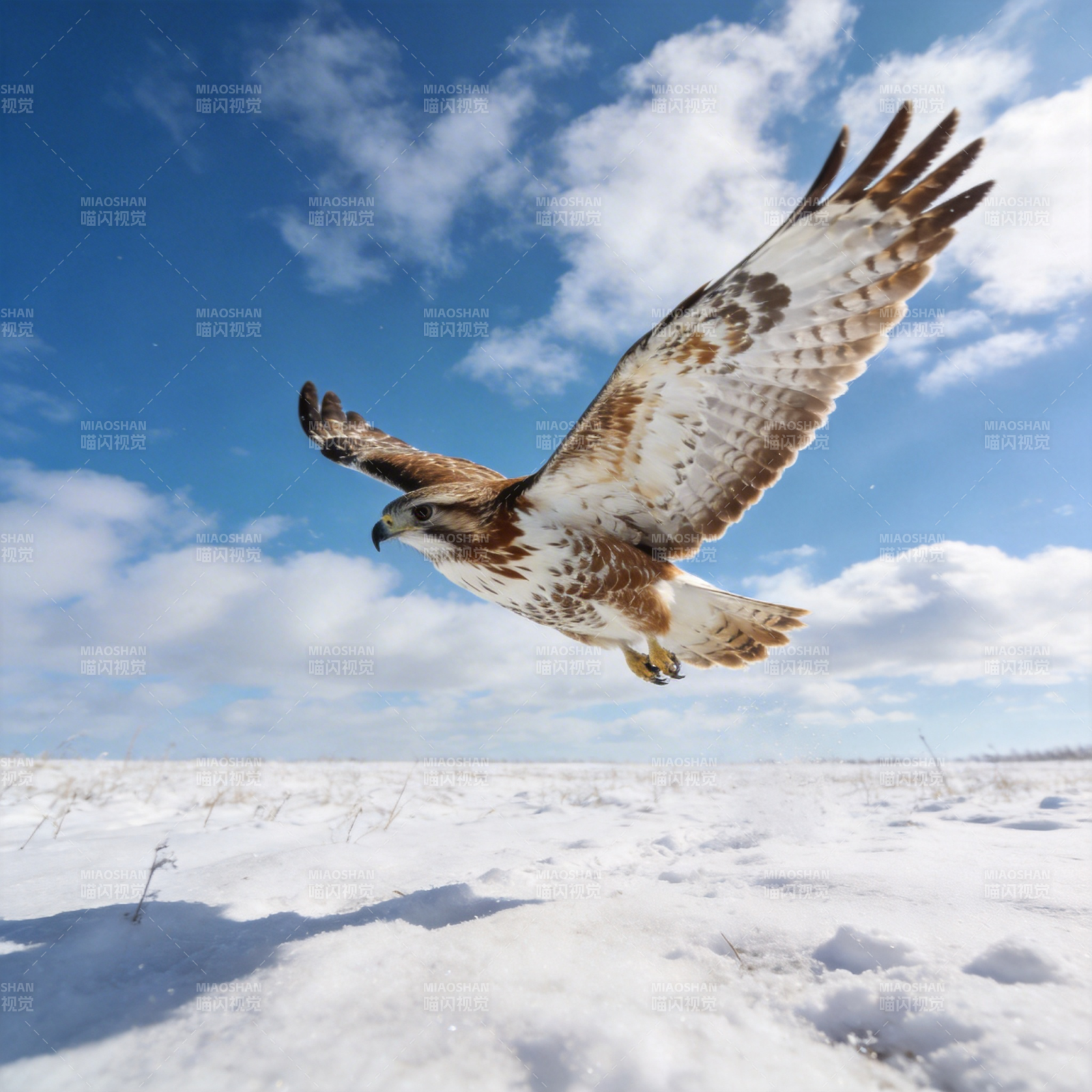 雪原翱翔的鹰图片