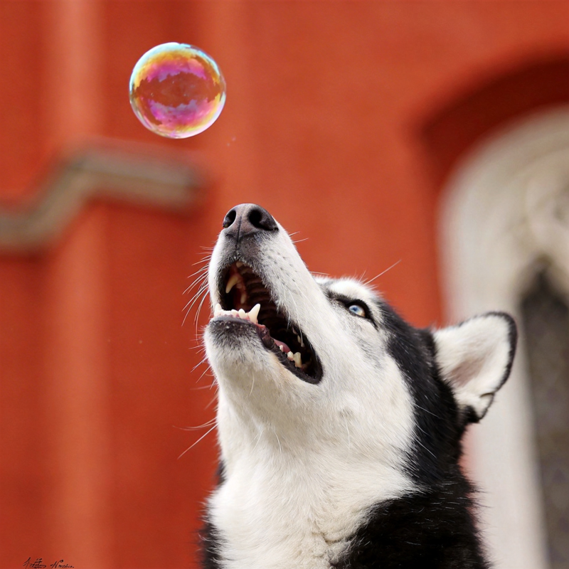 哈士奇追泡泡图片