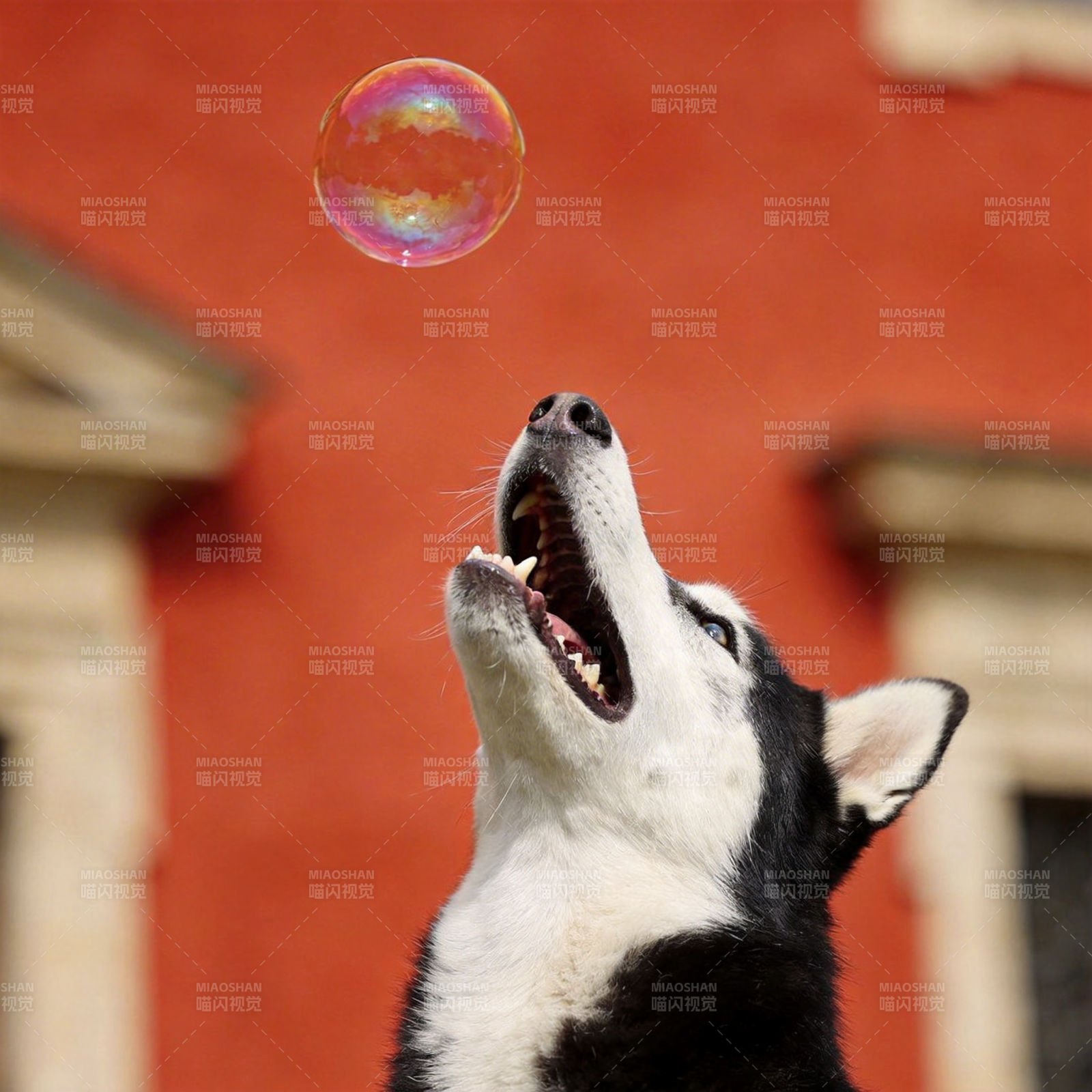 哈士奇追泡泡图片
