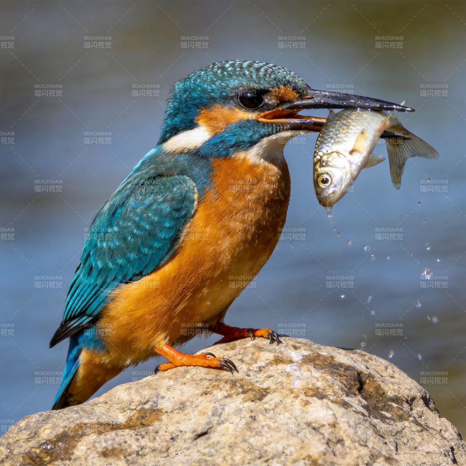 翠鸟捕鱼瞬间图片