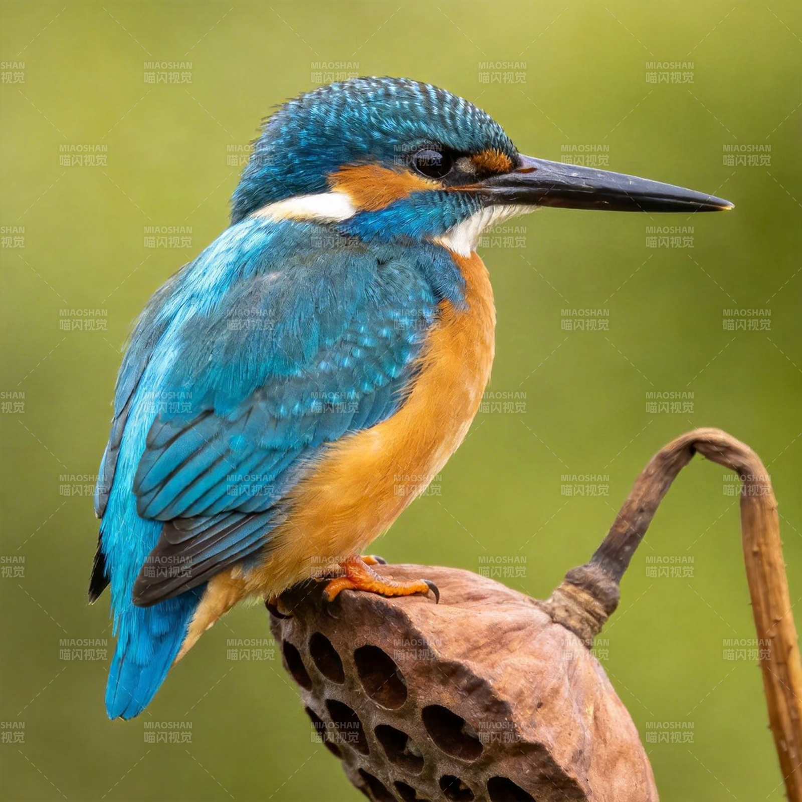 翠鸟栖息莲蓬上图片