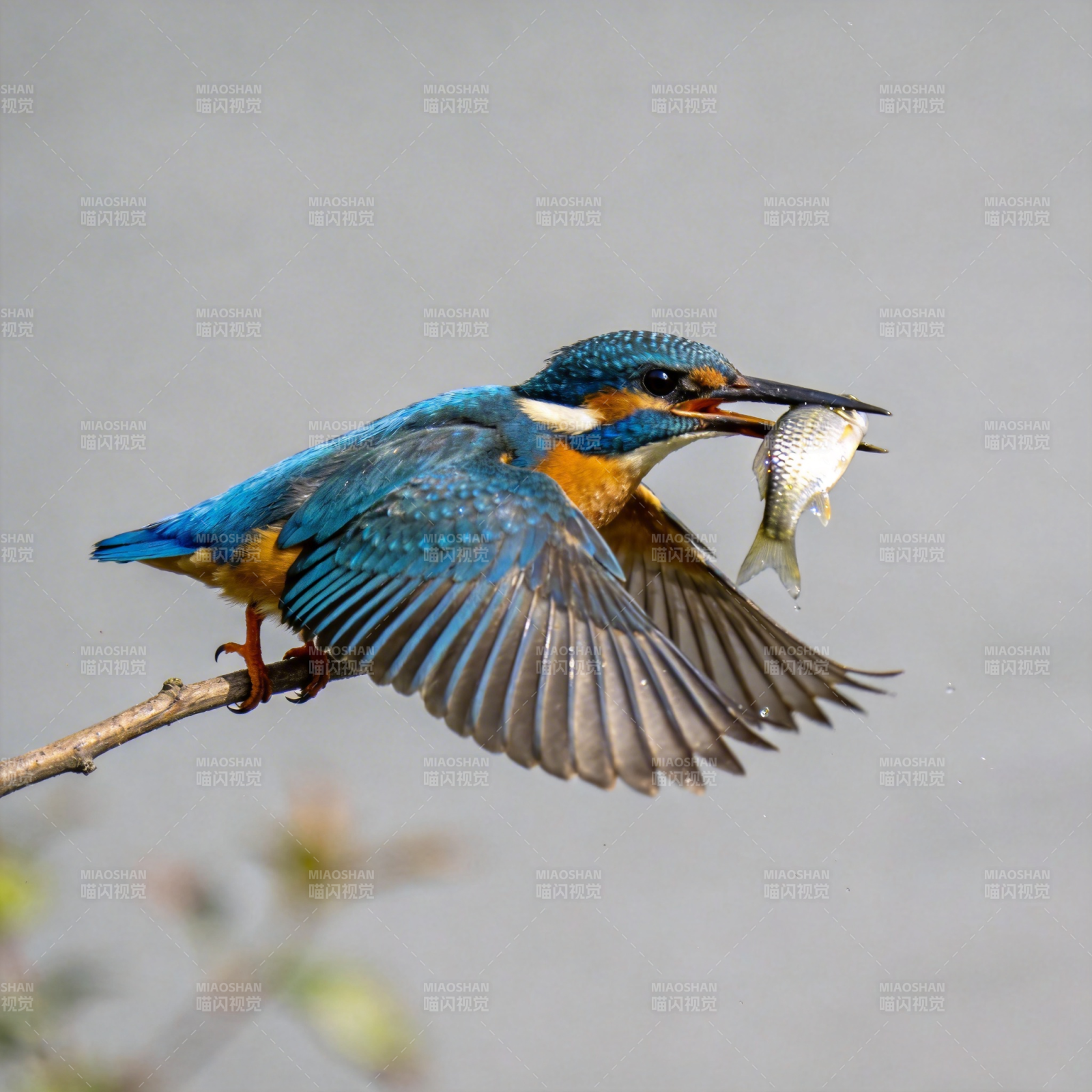 翠鸟捕鱼瞬间图片