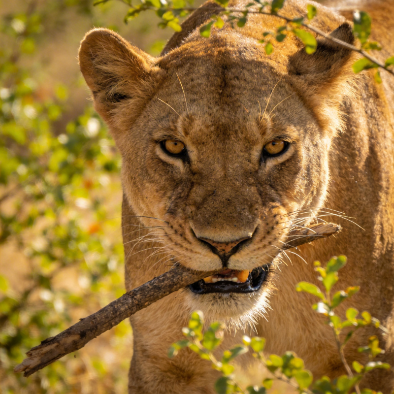 狮口衔枝 凝视前方图片