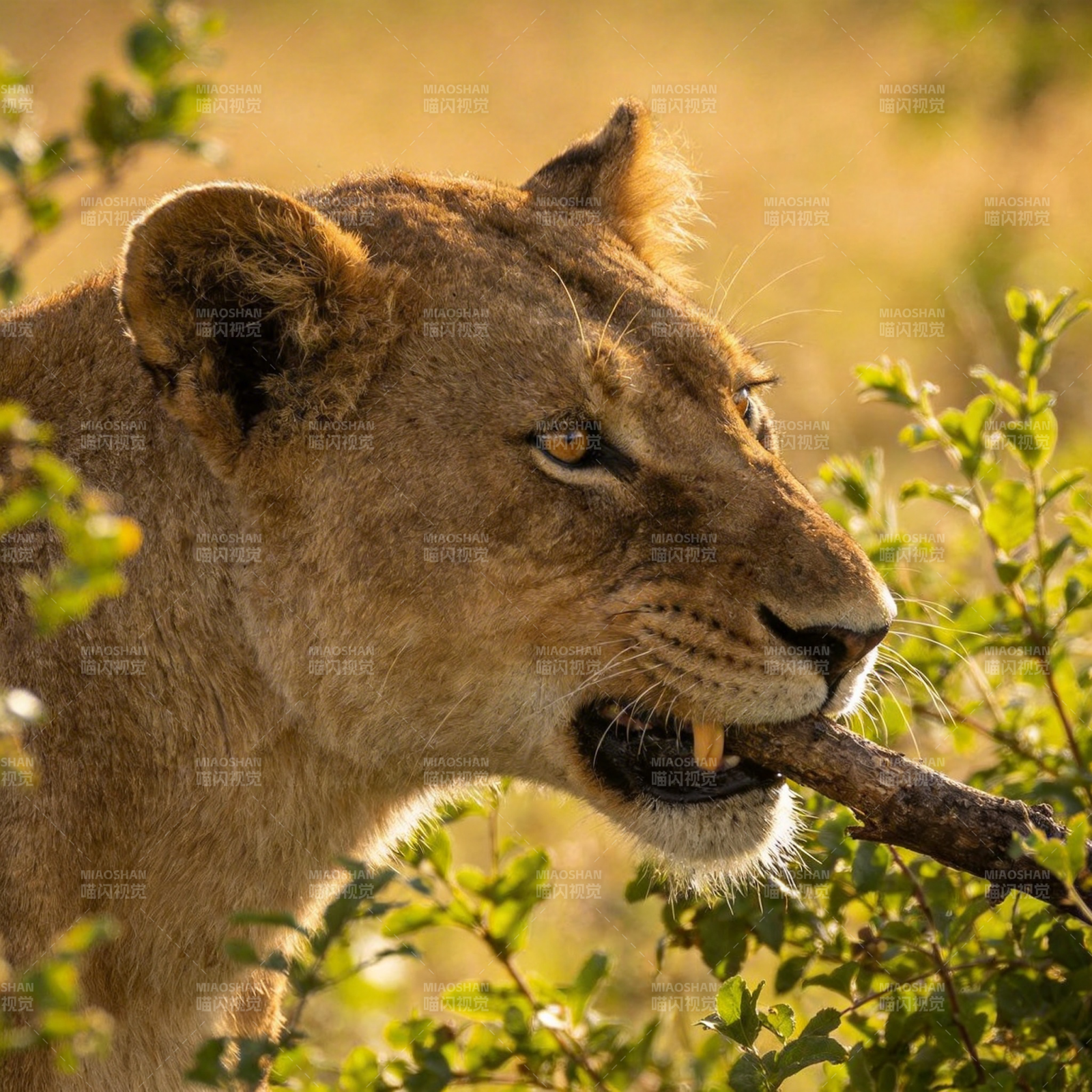 母狮衔枝凝视图片