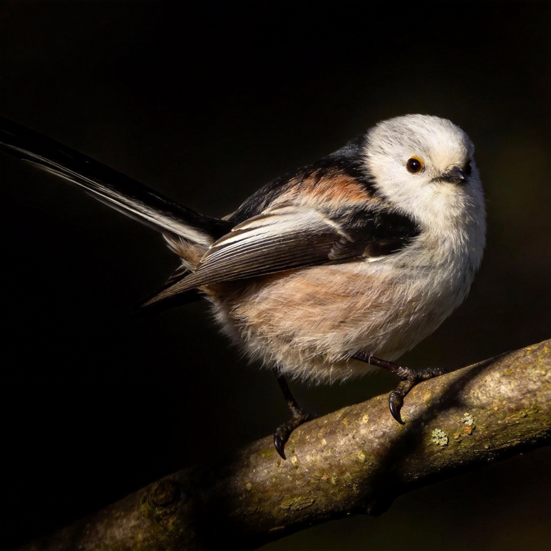 银喉长尾山雀栖枝图片