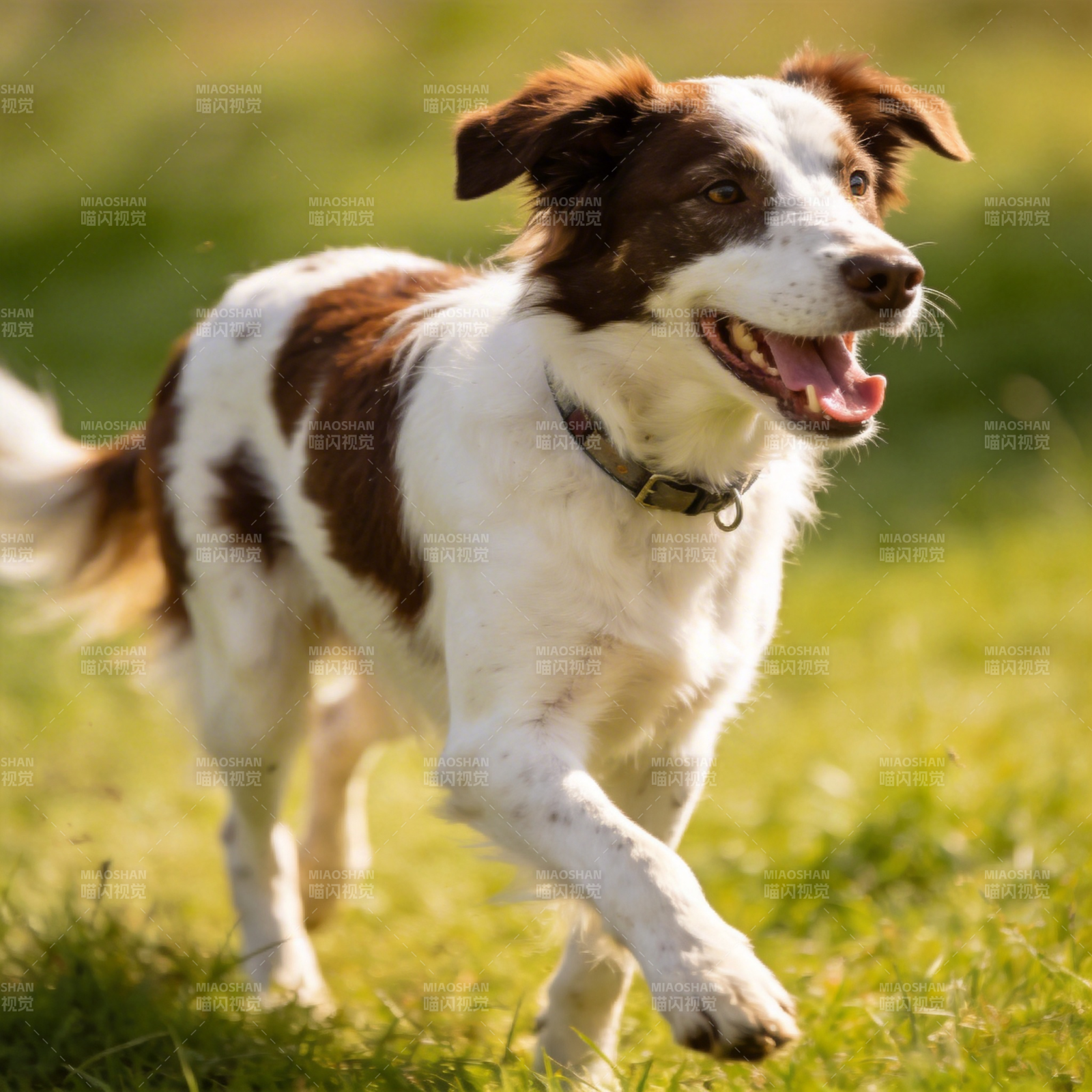奔跑的棕白犬图片