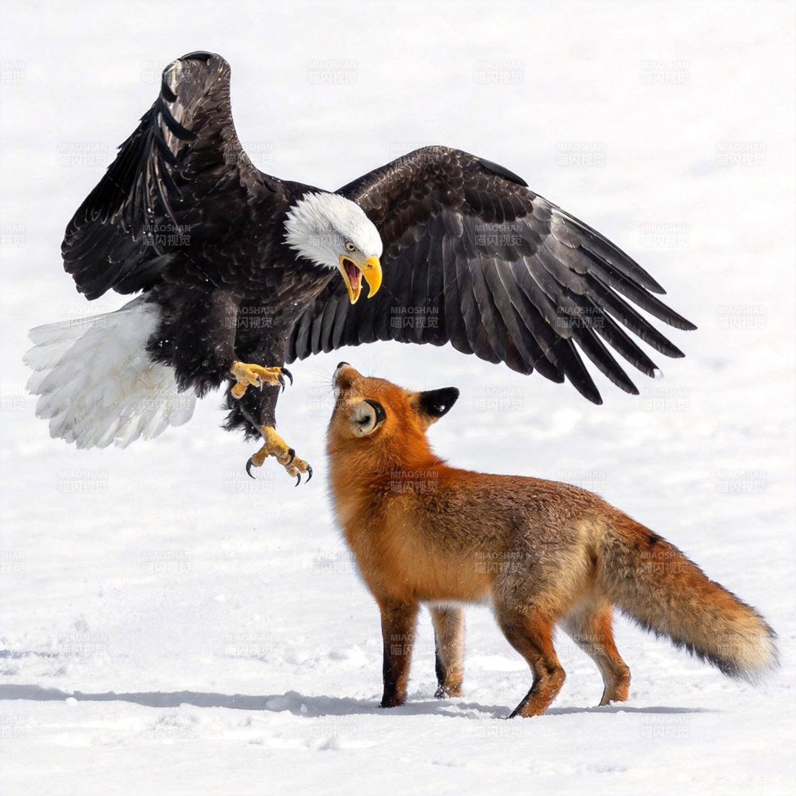 鹰狐雪地对峙图片