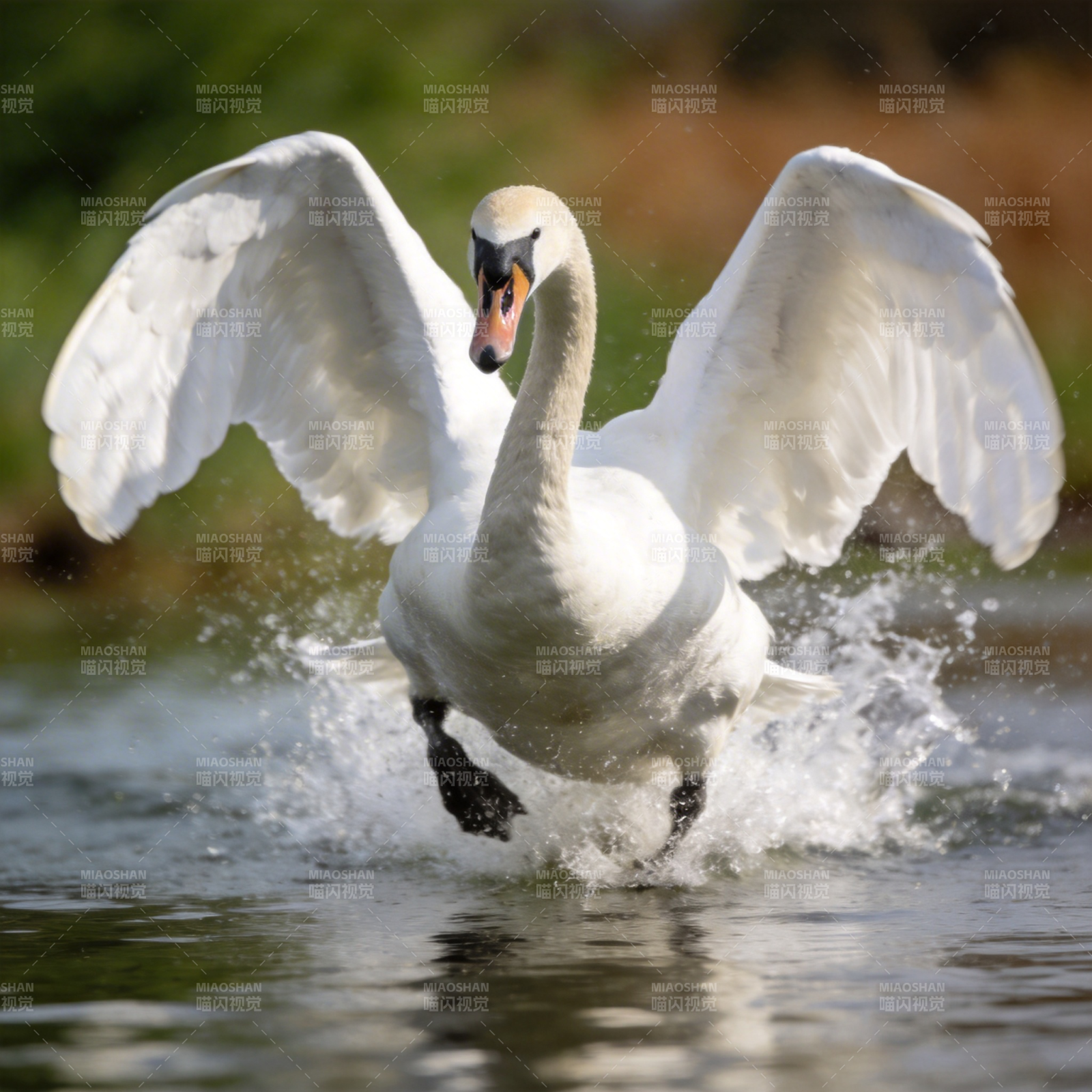 天鹅展翅水面跃图片