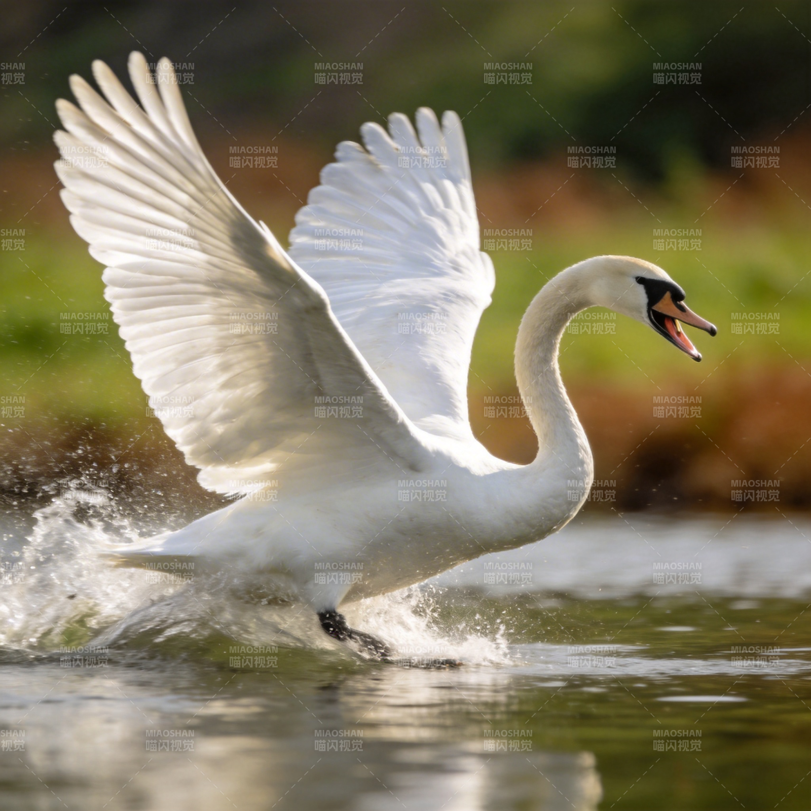 天鹅展翅破水飞图片