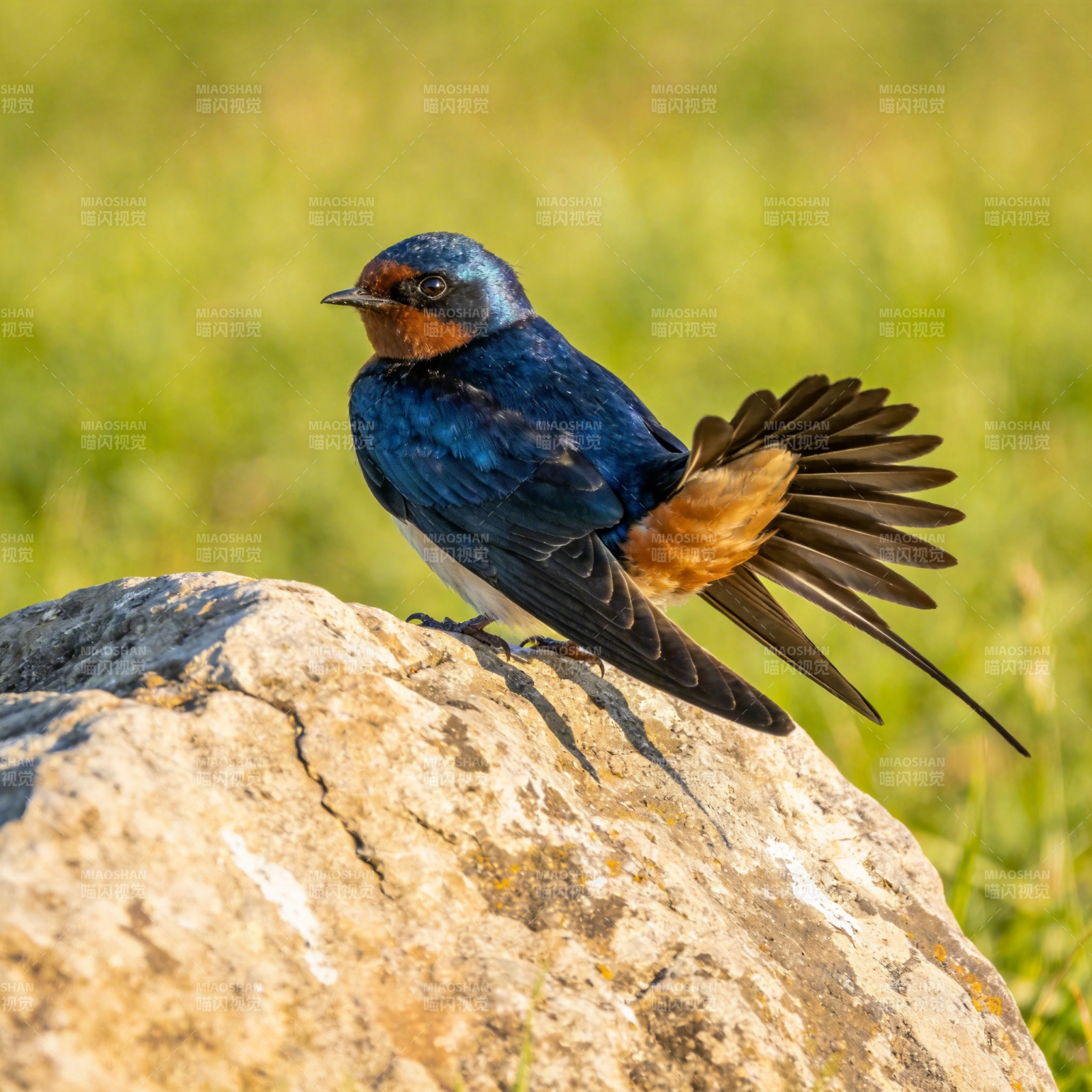 燕子栖石 展翅欲飞图片