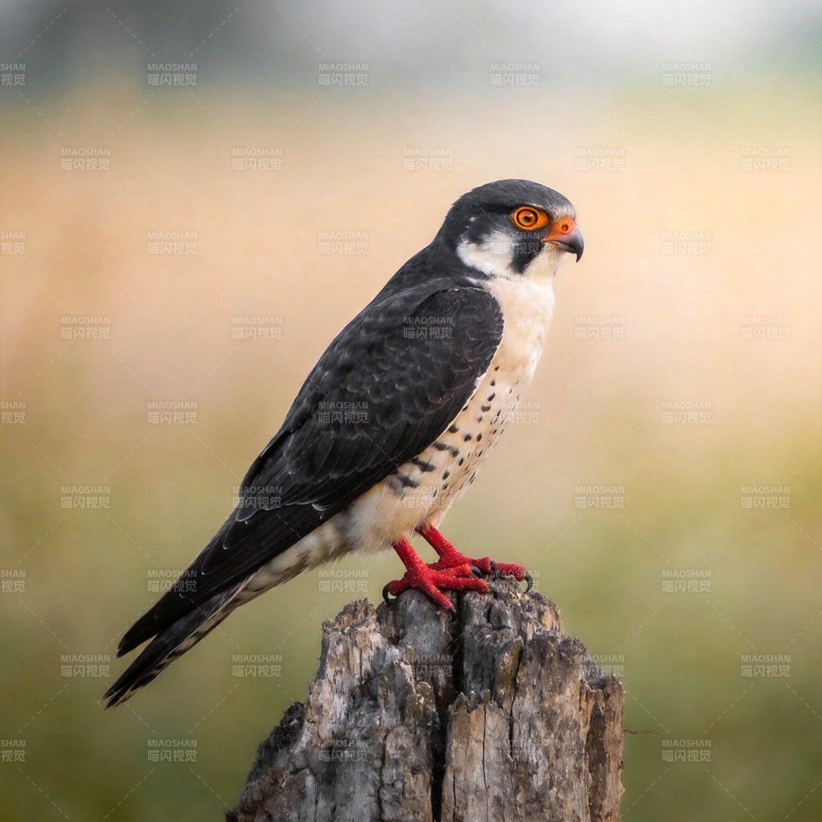 红脚隼栖息树桩图片
