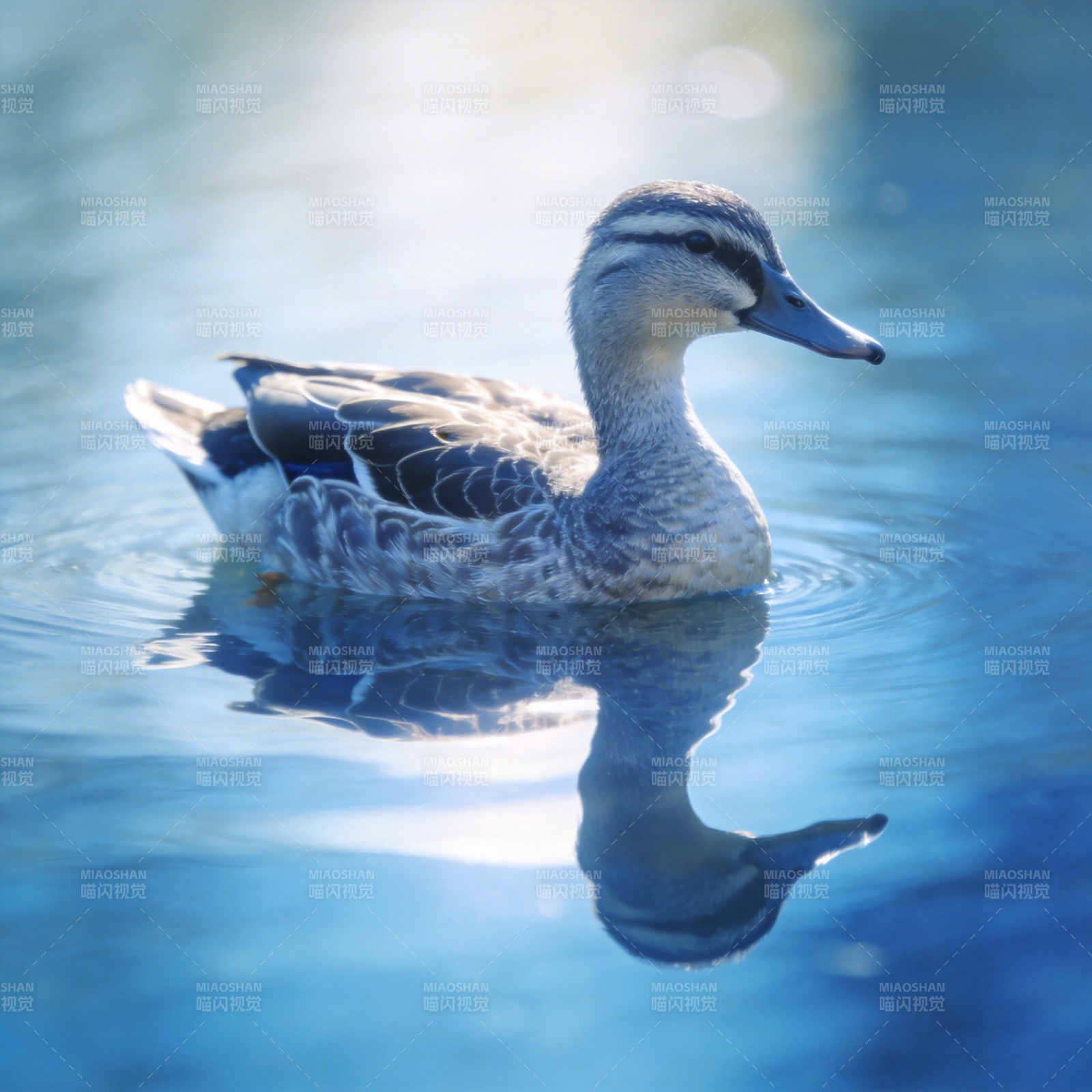 鸭影水清图片