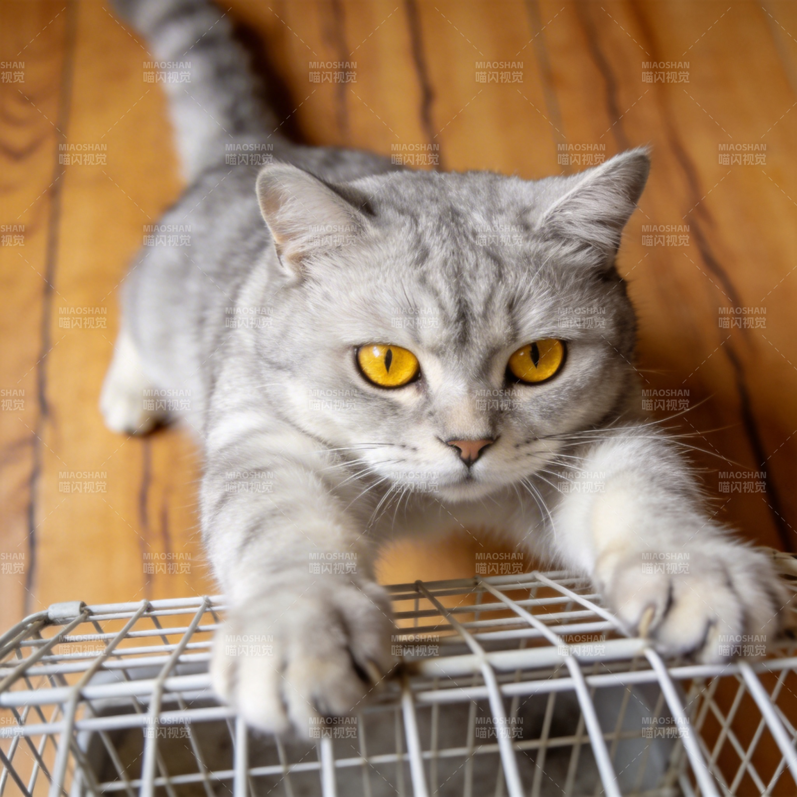 灰猫探笼 目光炯炯图片
