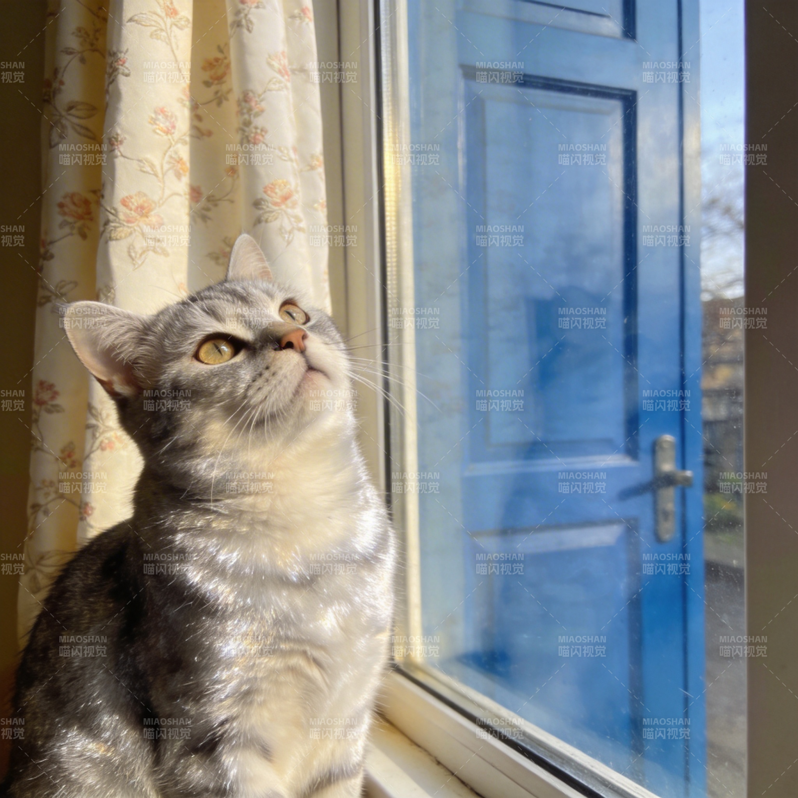 窗边凝望的灰猫图片