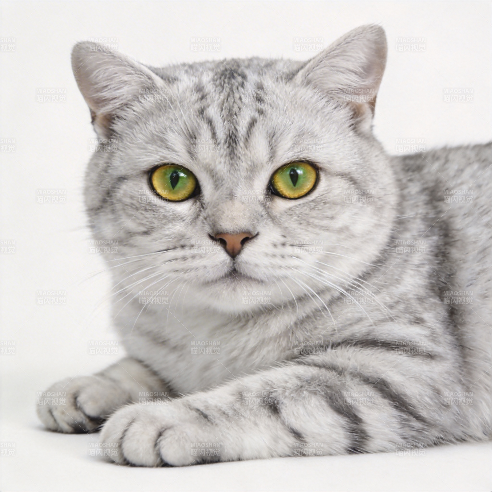 银虎斑猫静卧凝视图片