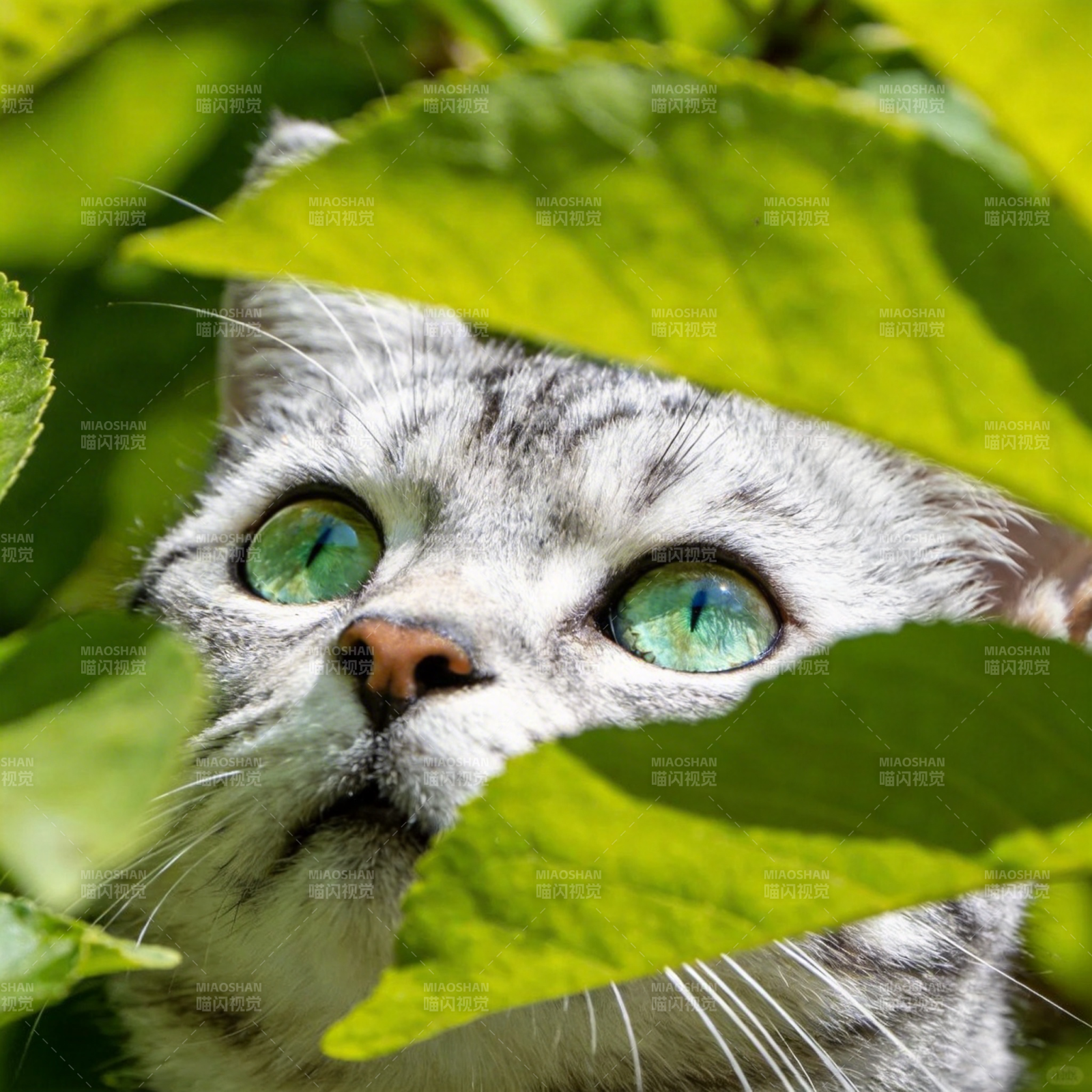 绿眼猫藏叶间图片