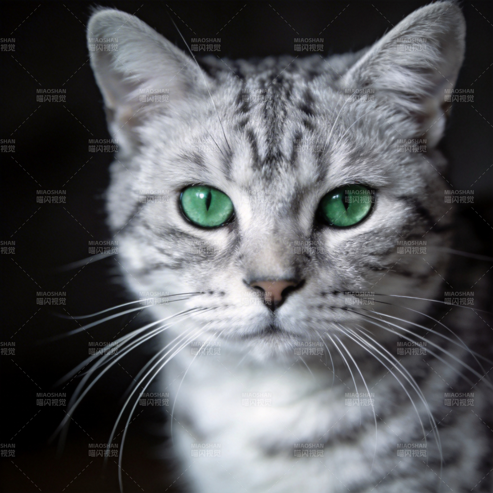 绿眼银猫凝视图片