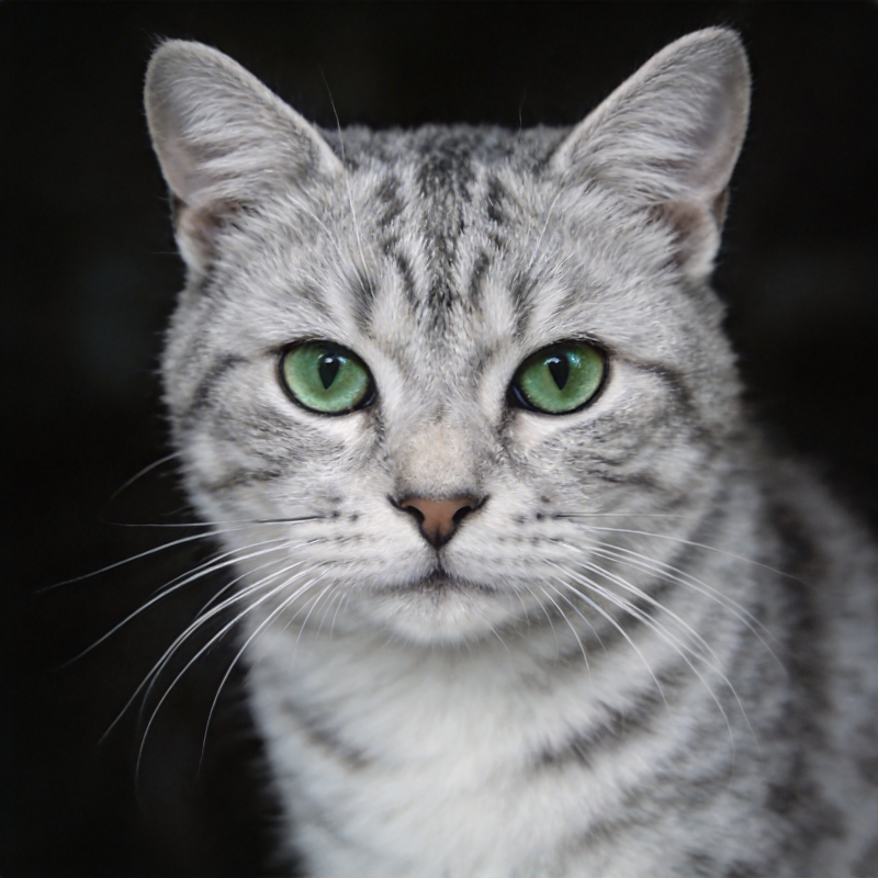 银虎斑猫凝视图片