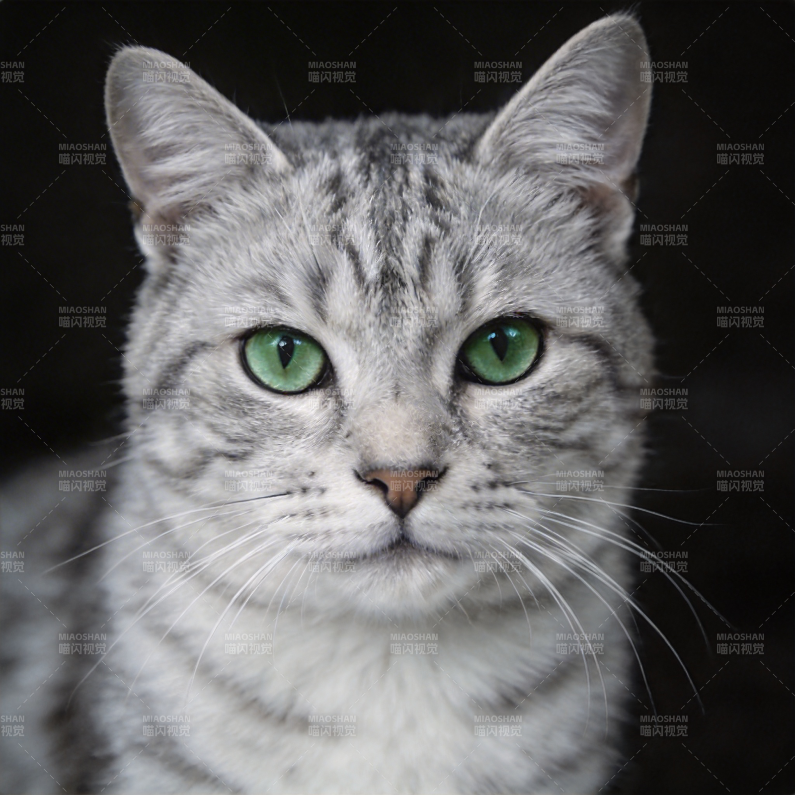 银虎斑猫凝视图片