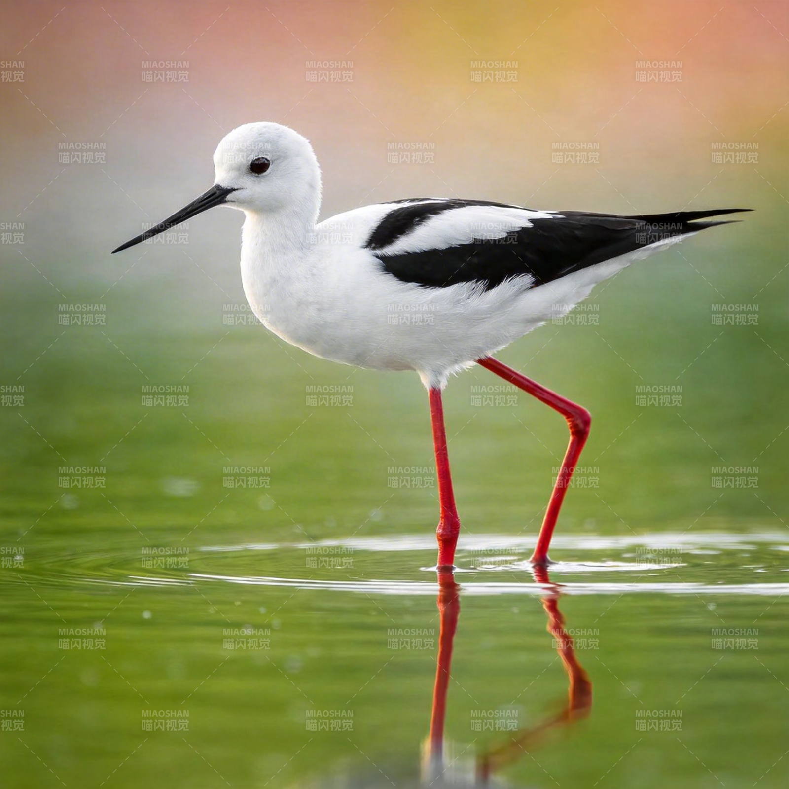 黑翅长脚鹬图片